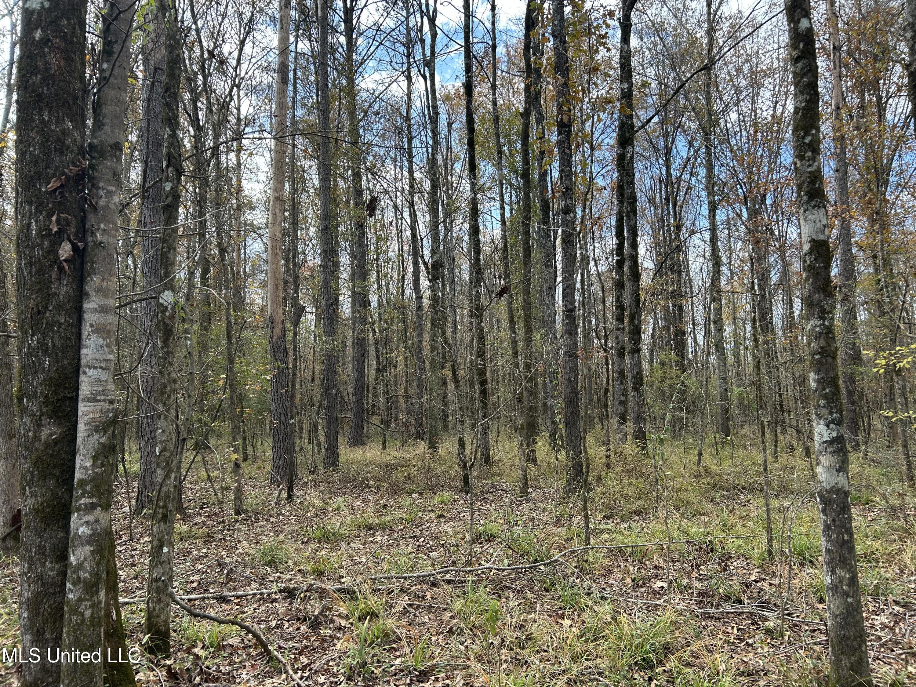 Coal Bluff Road, Lena, Mississippi image 43