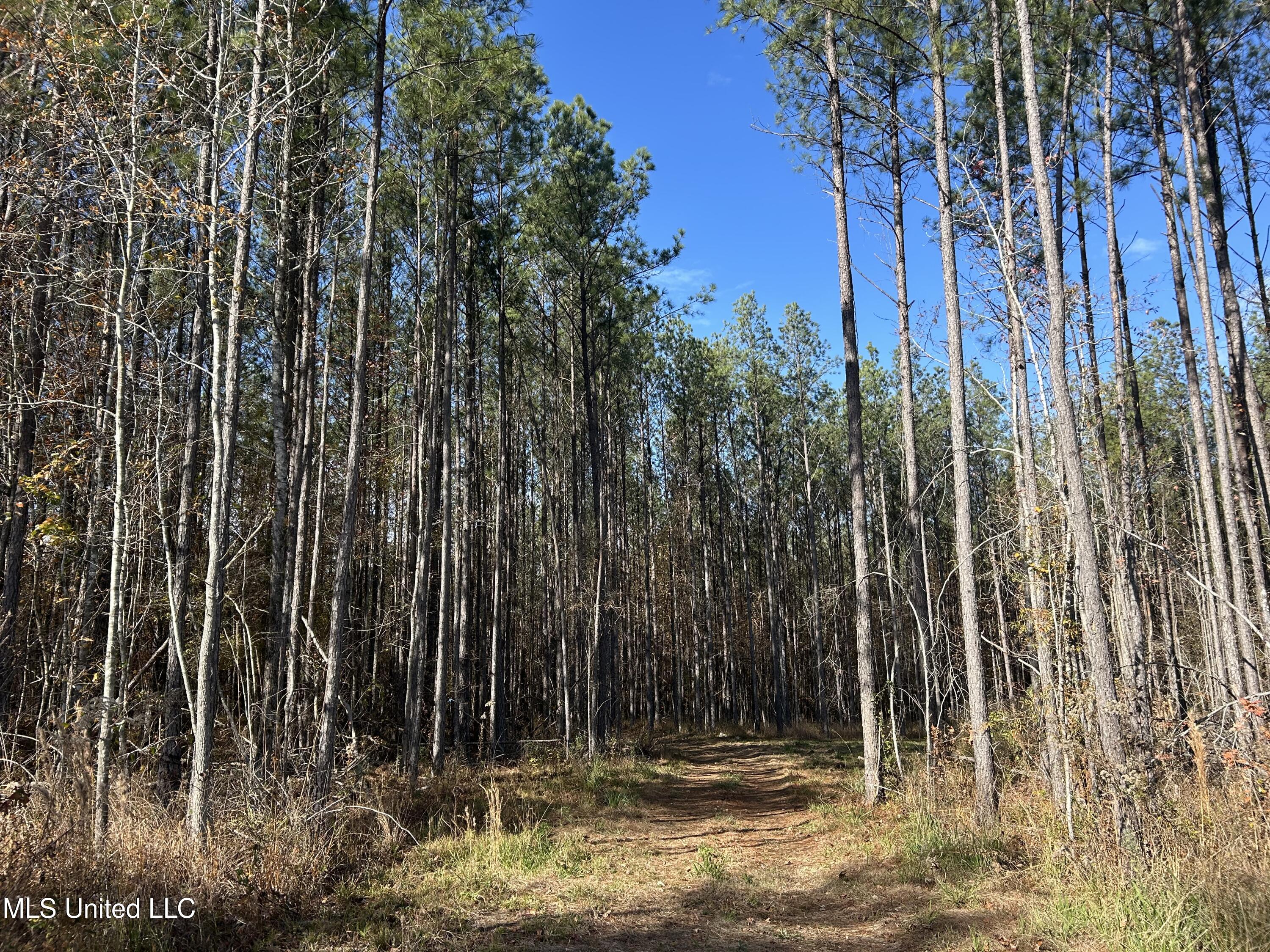 Coal Bluff Road, Lena, Mississippi image 1