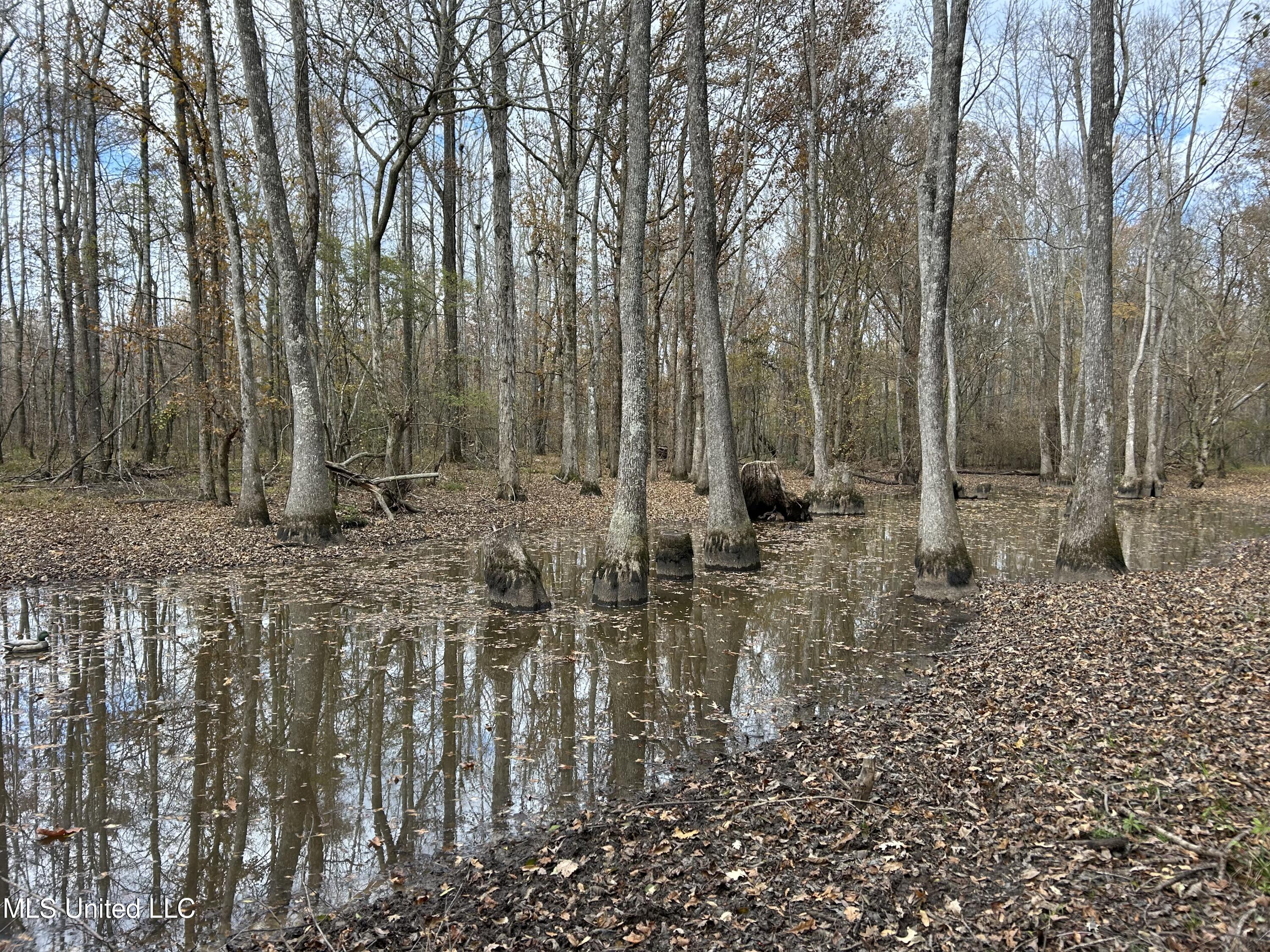 Coal Bluff Road, Lena, Mississippi image 50