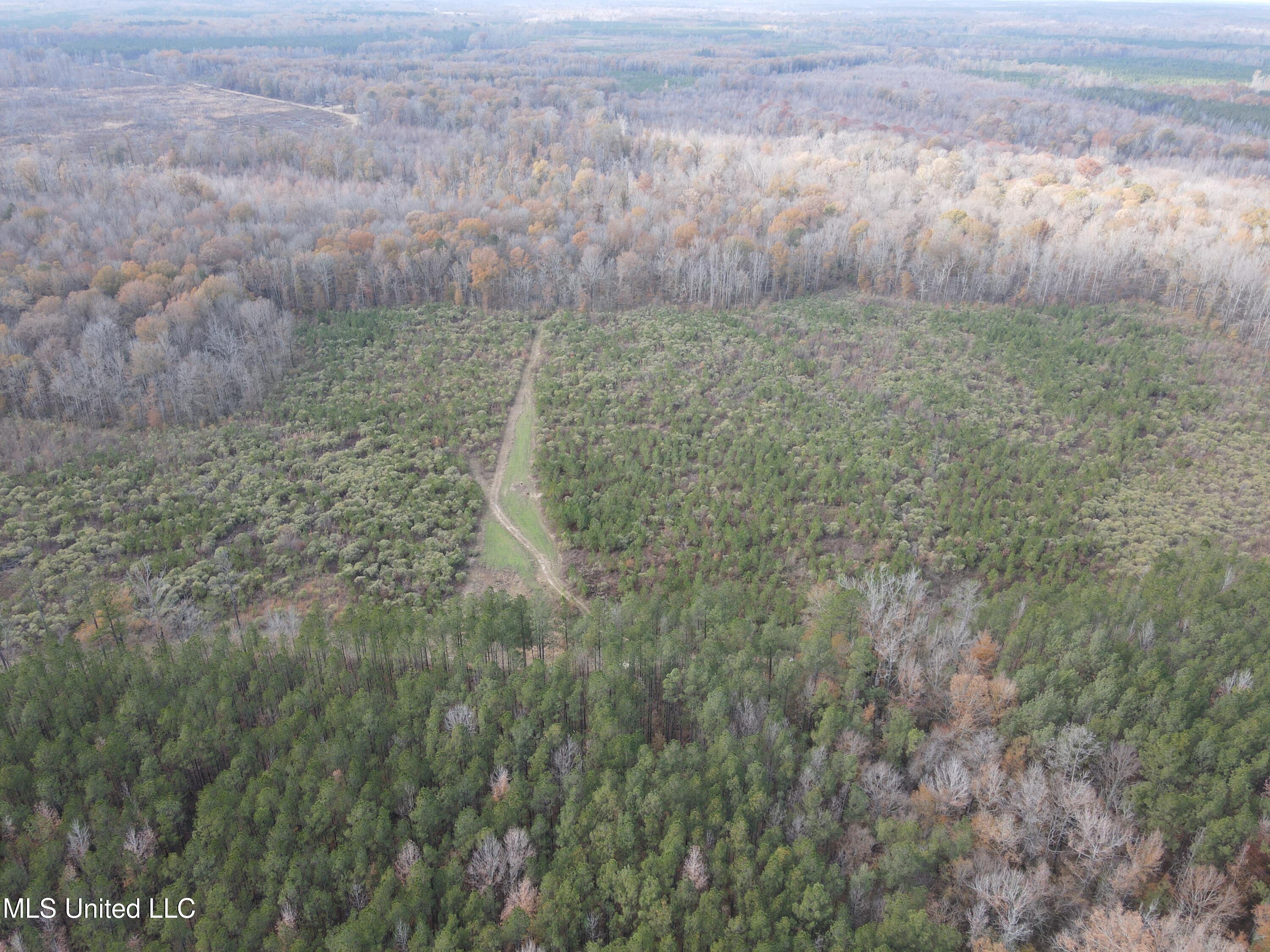 Coal Bluff Road, Lena, Mississippi image 4