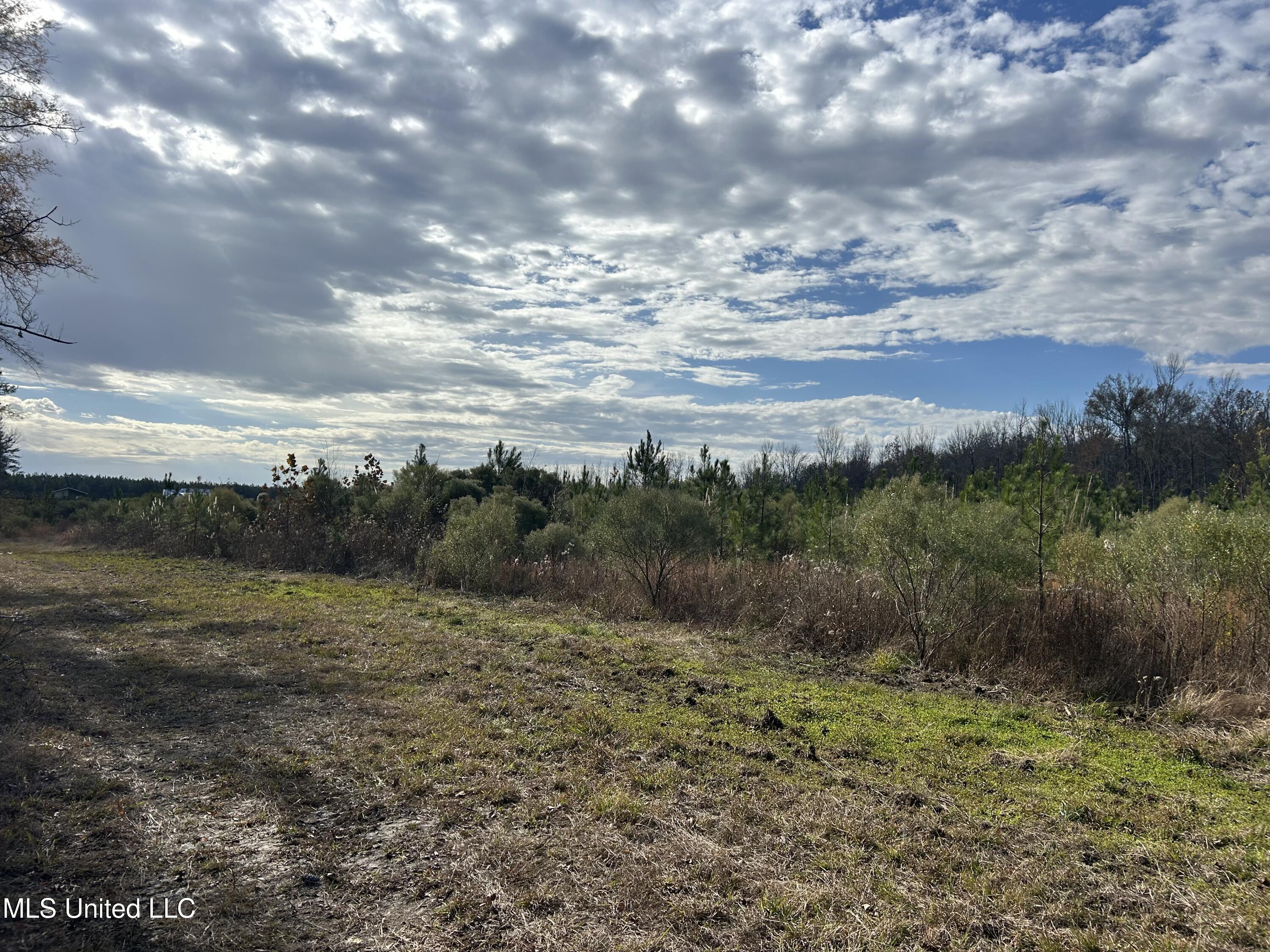 Coal Bluff Road, Lena, Mississippi image 29