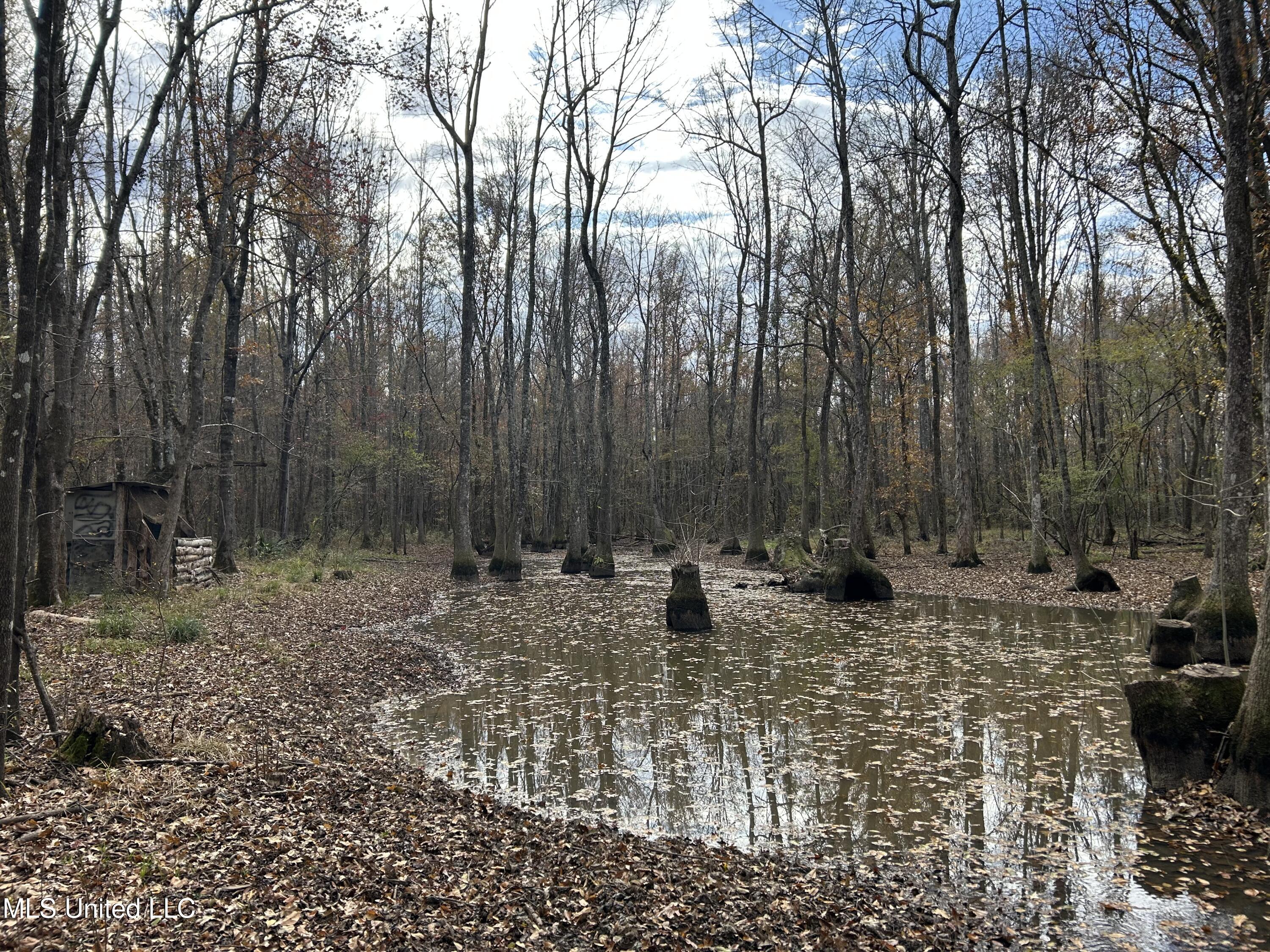 Coal Bluff Road, Lena, Mississippi image 47