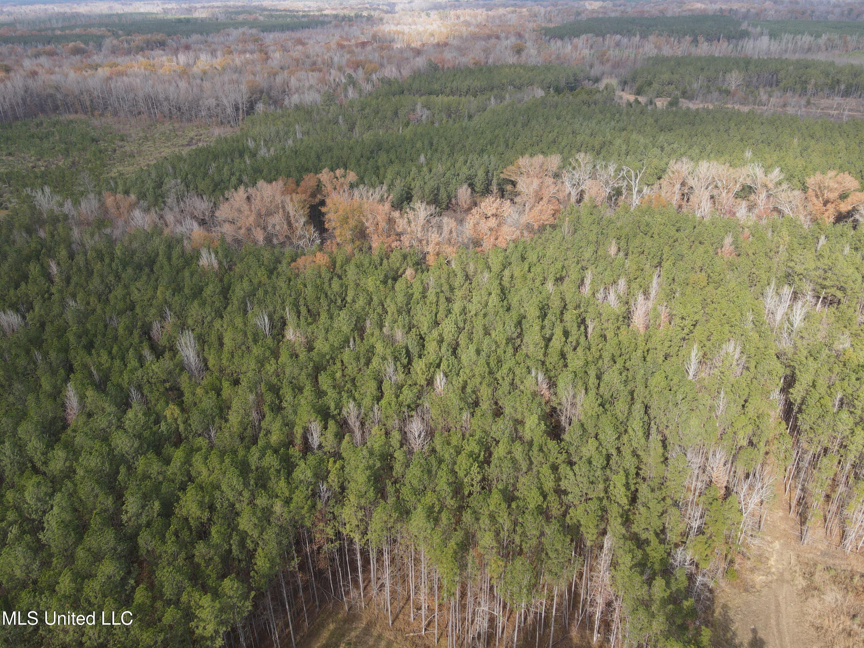 Coal Bluff Road, Lena, Mississippi image 2