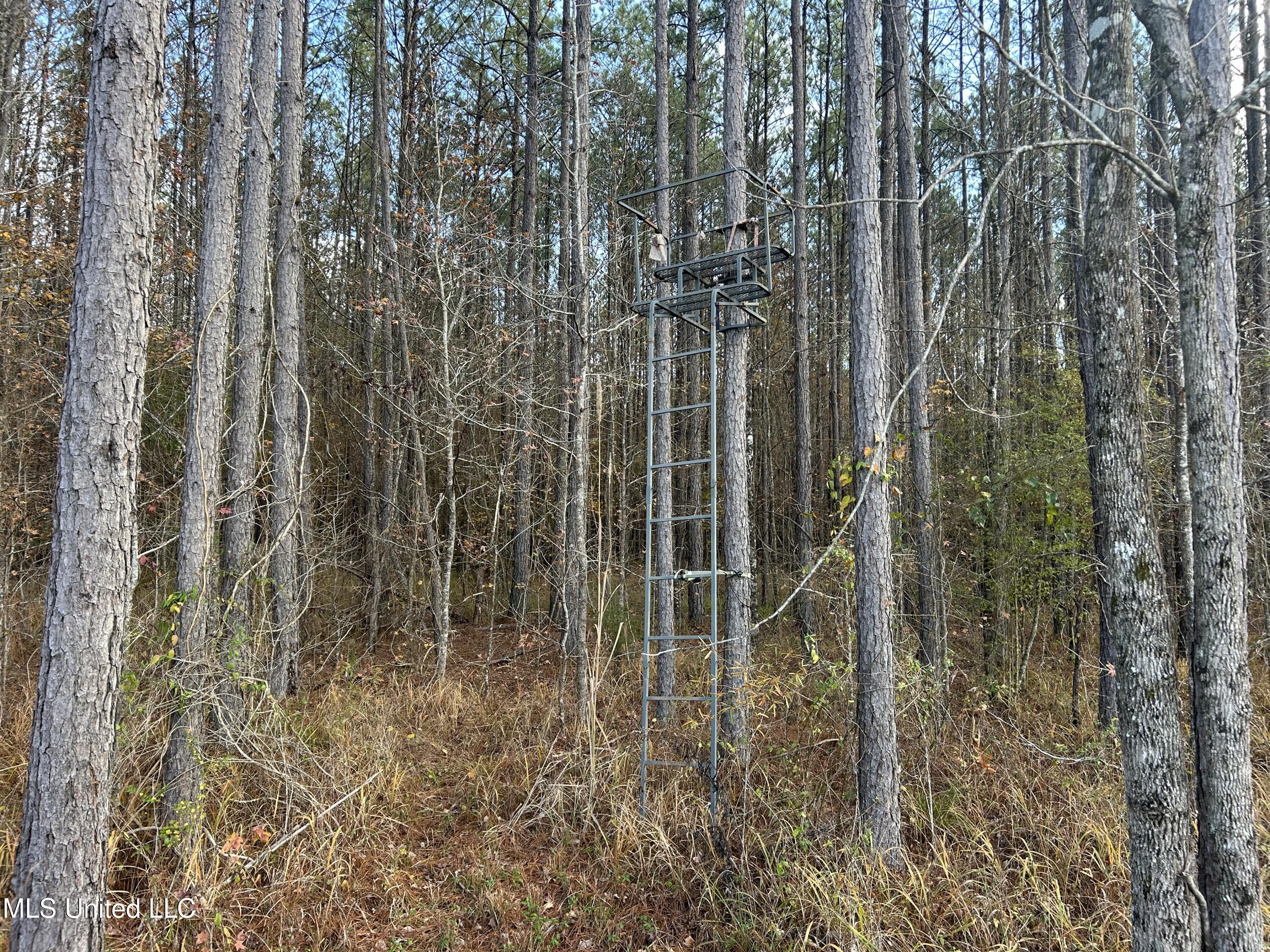 Coal Bluff Road, Lena, Mississippi image 37