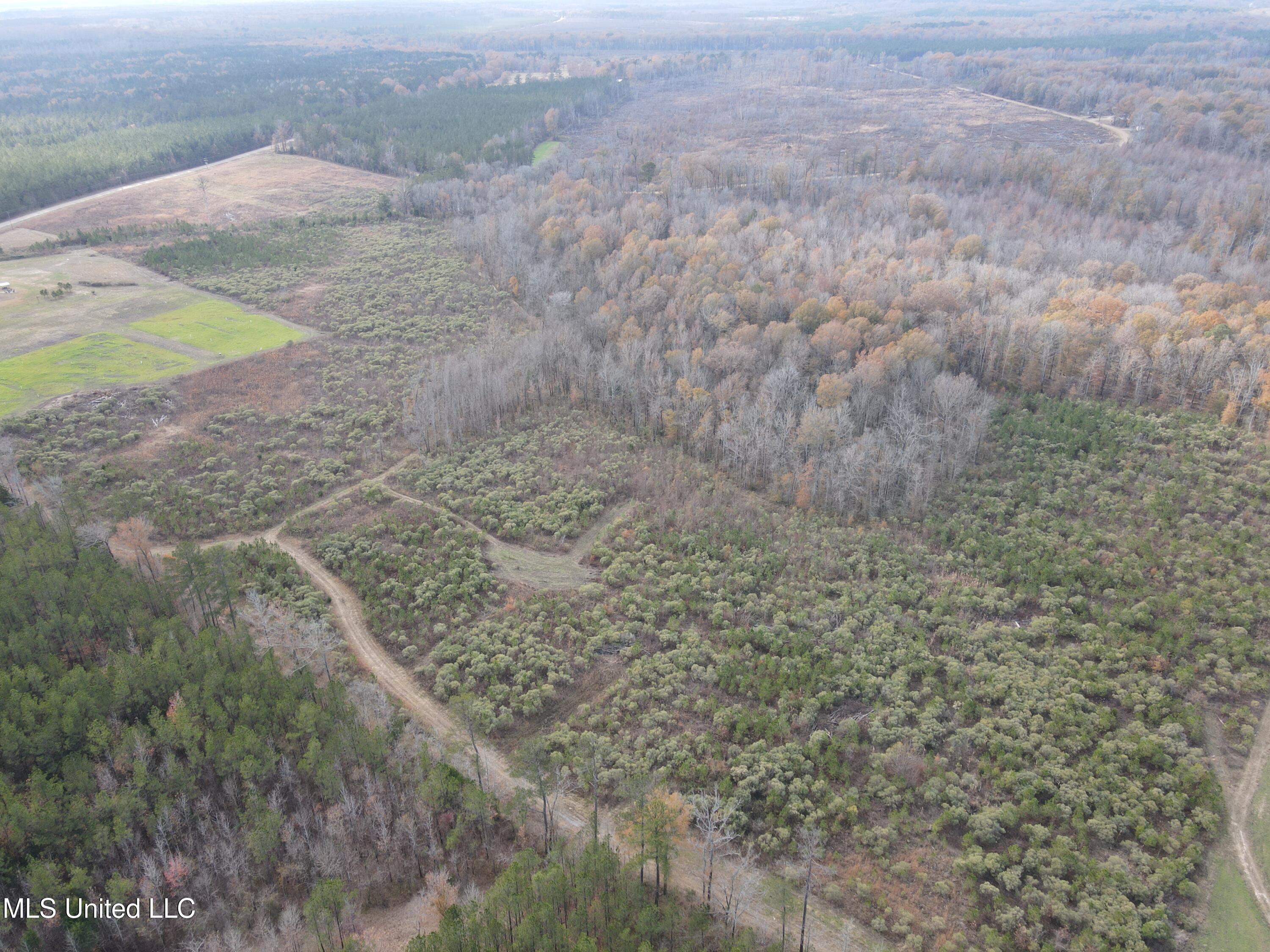 Coal Bluff Road, Lena, Mississippi image 5