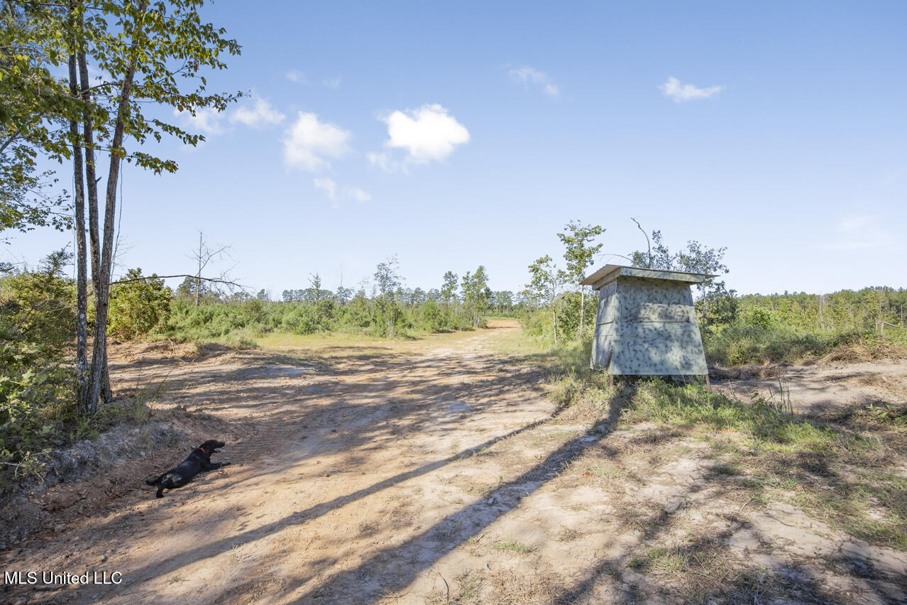 1998 Berwick Cassels Road, Liberty, Mississippi image 2