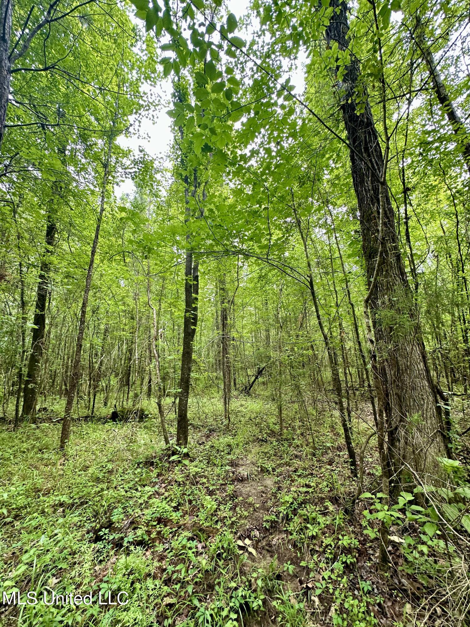 Ratliff Ferry Road, Canton, Mississippi image 19