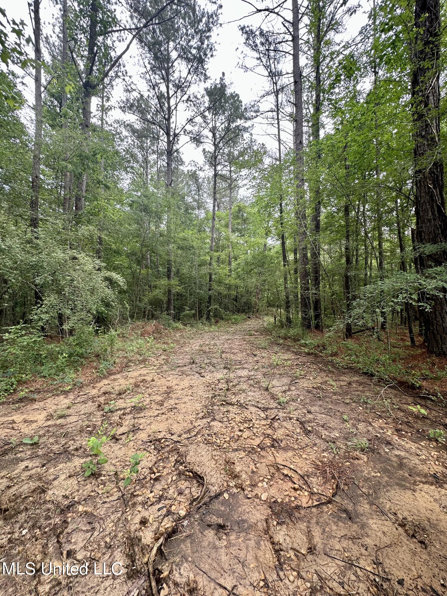 Ratliff Ferry Road, Canton, Mississippi image 4