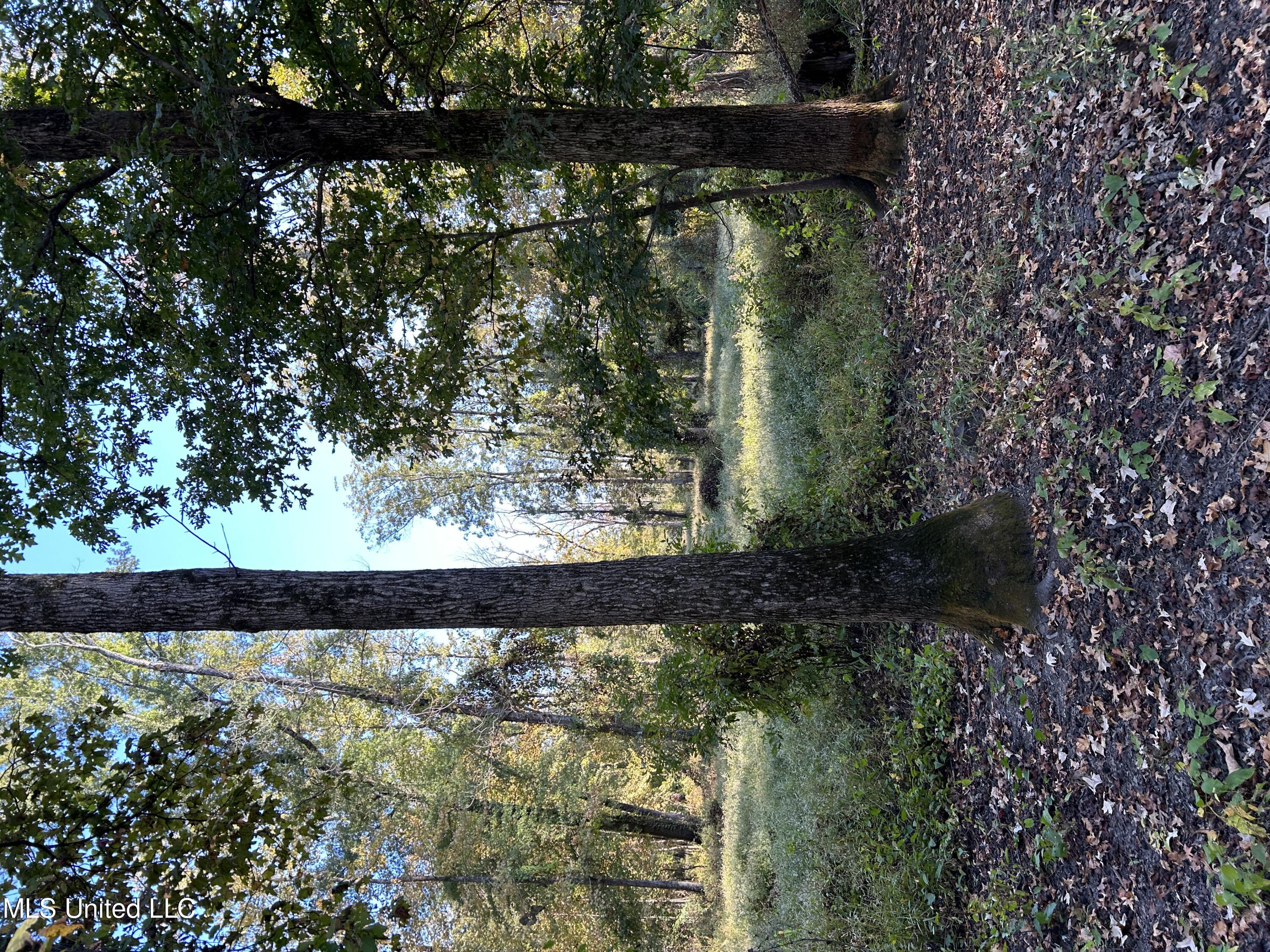 Forty Mile Bend Road, Minter City, Mississippi image 16