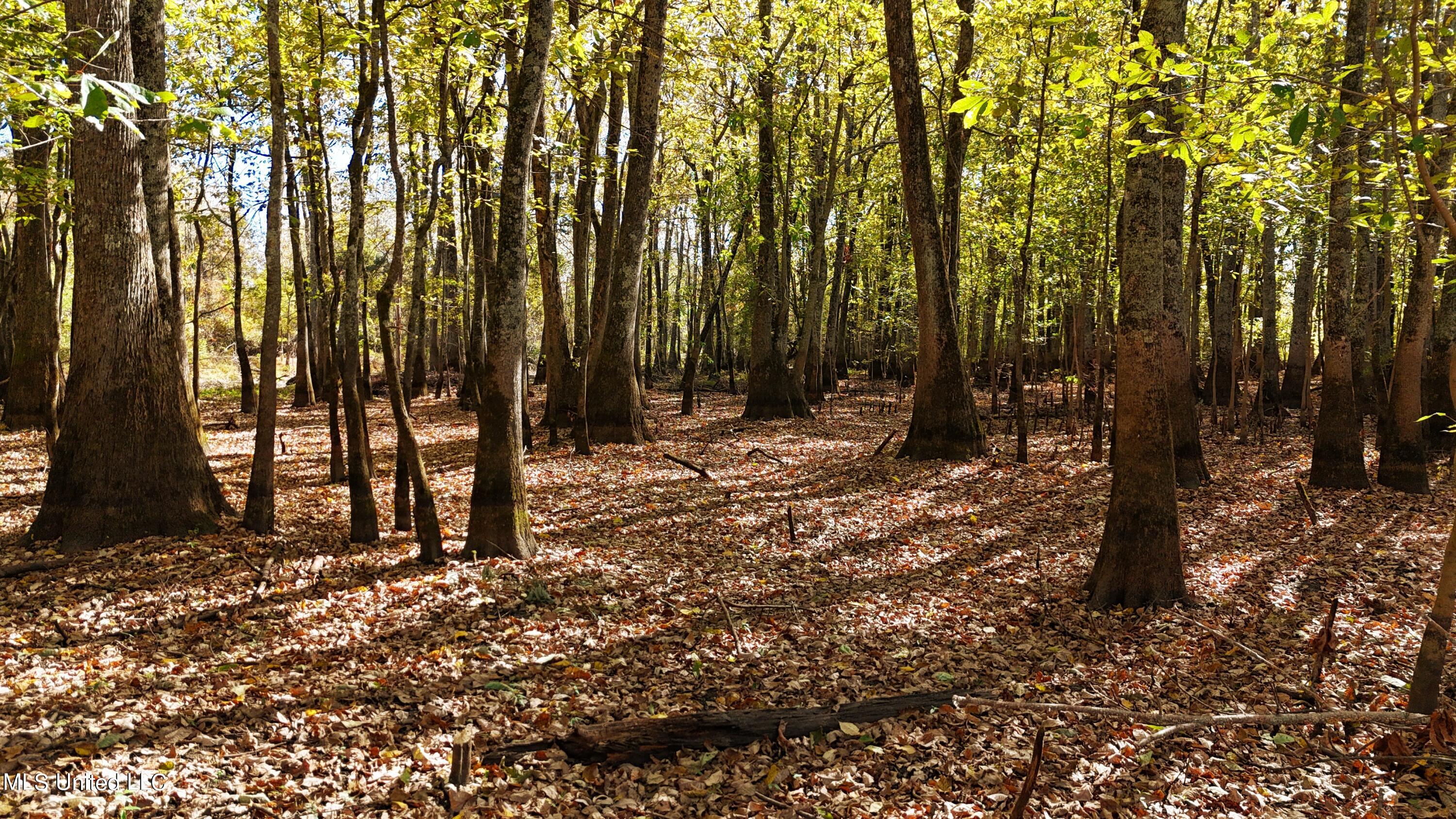 Forty Mile Bend Road, Minter City, Mississippi image 7