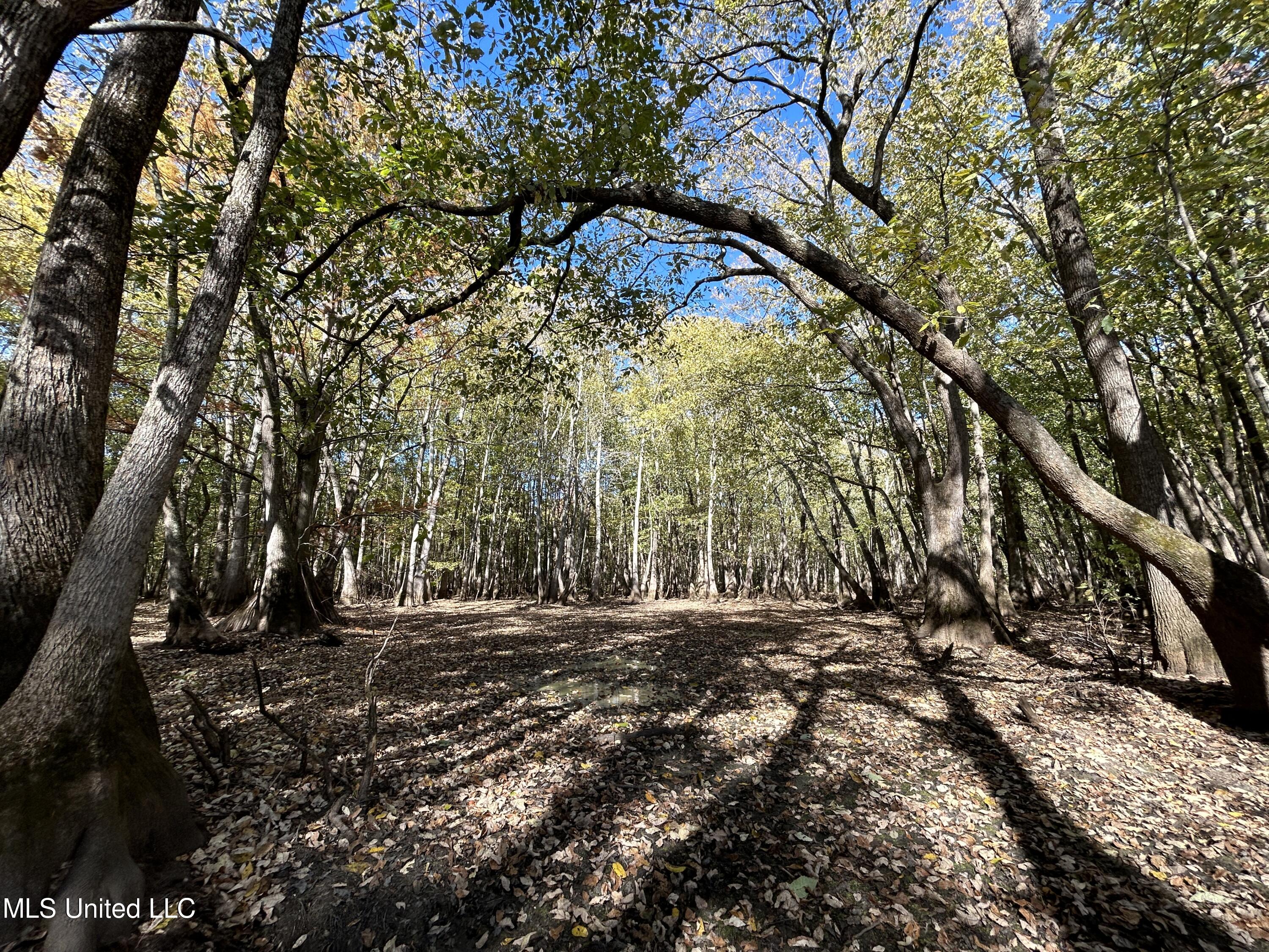 Forty Mile Bend Road, Minter City, Mississippi image 18