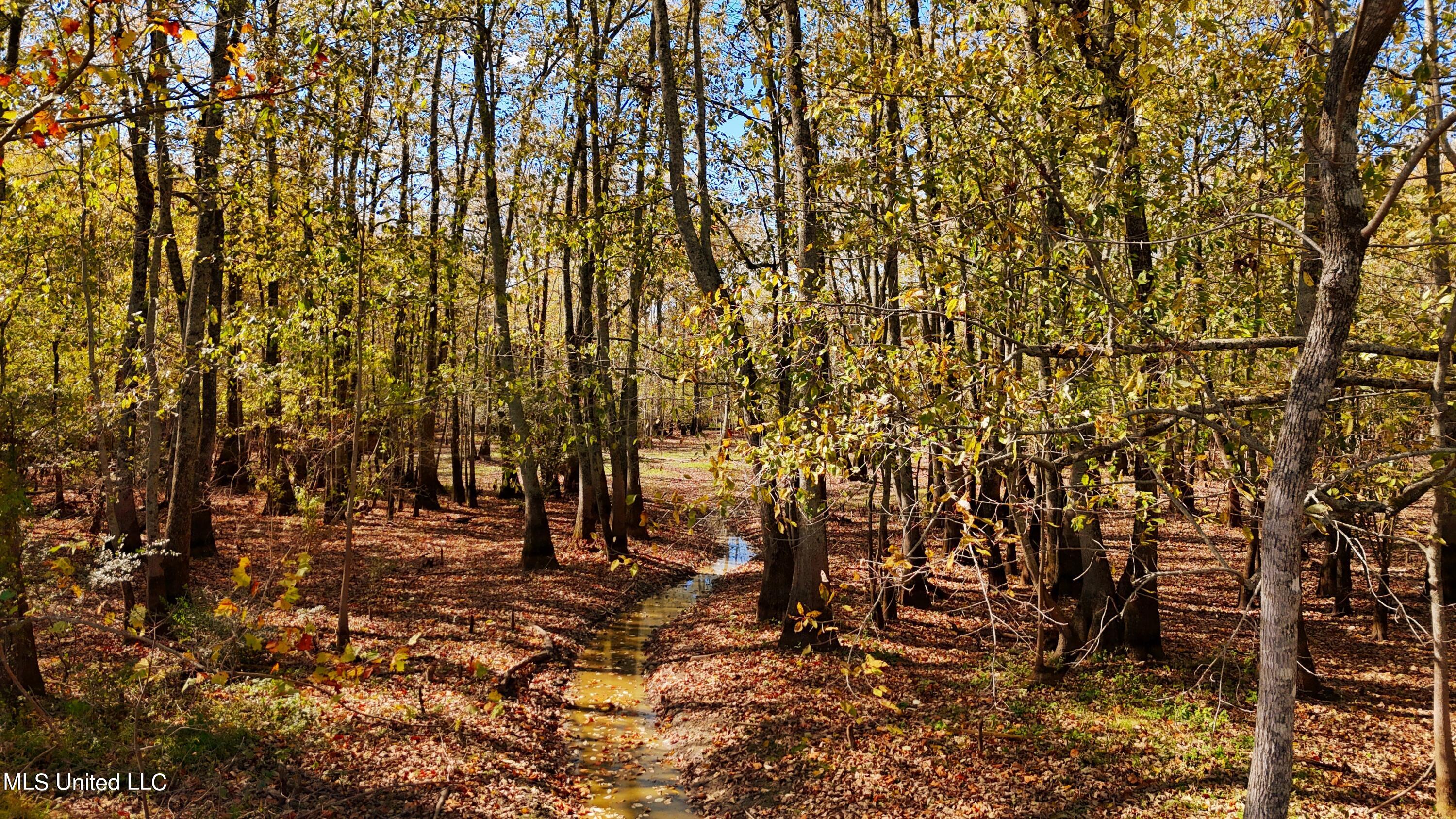 Forty Mile Bend Road, Minter City, Mississippi image 9