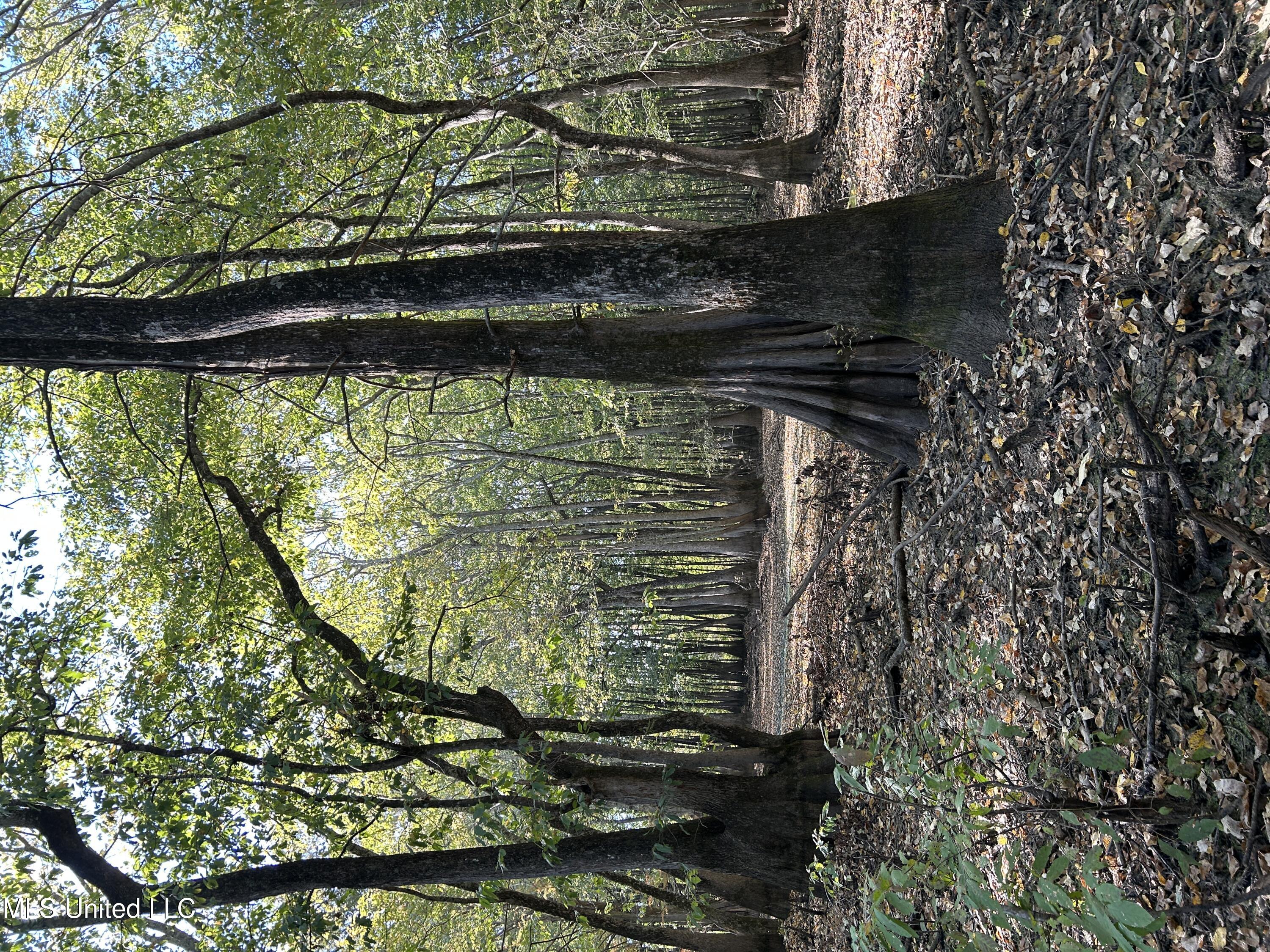 Forty Mile Bend Road, Minter City, Mississippi image 15