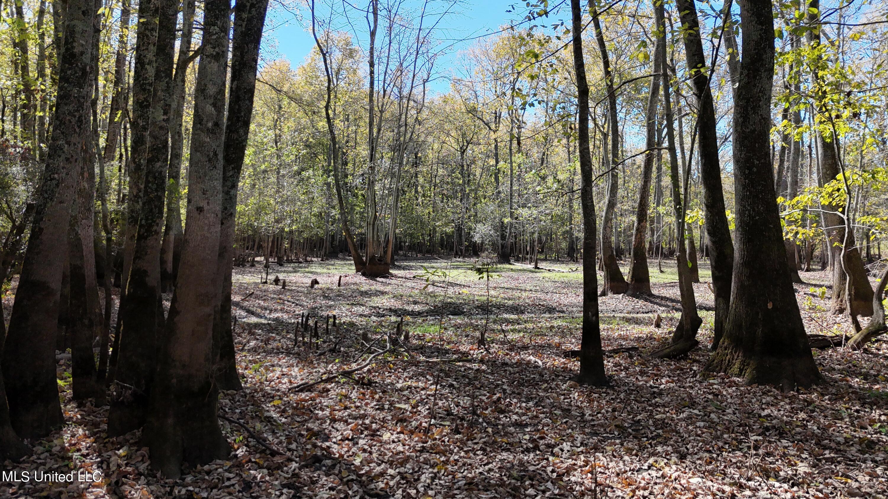 Forty Mile Bend Road, Minter City, Mississippi image 5