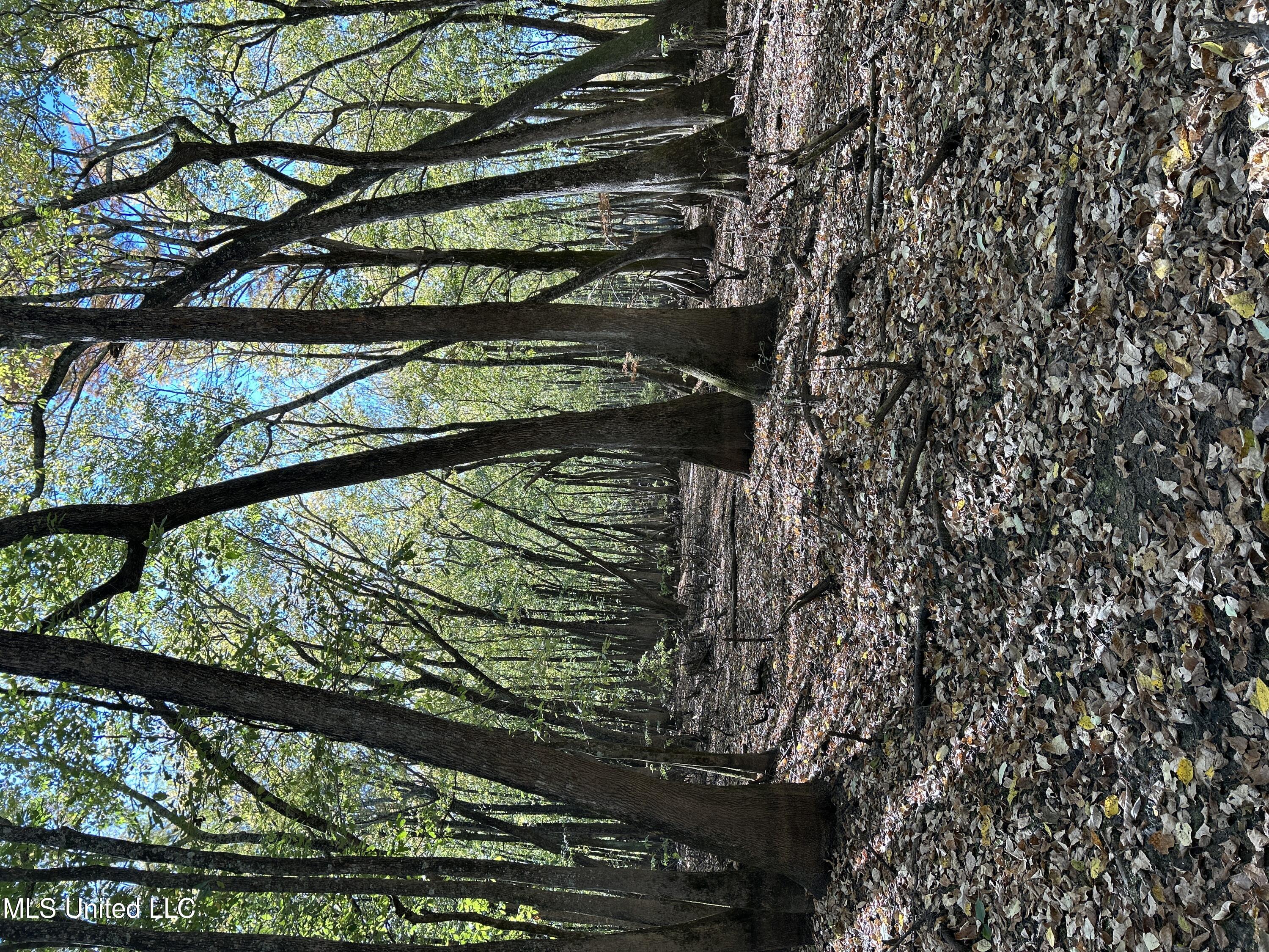 Forty Mile Bend Road, Minter City, Mississippi image 19