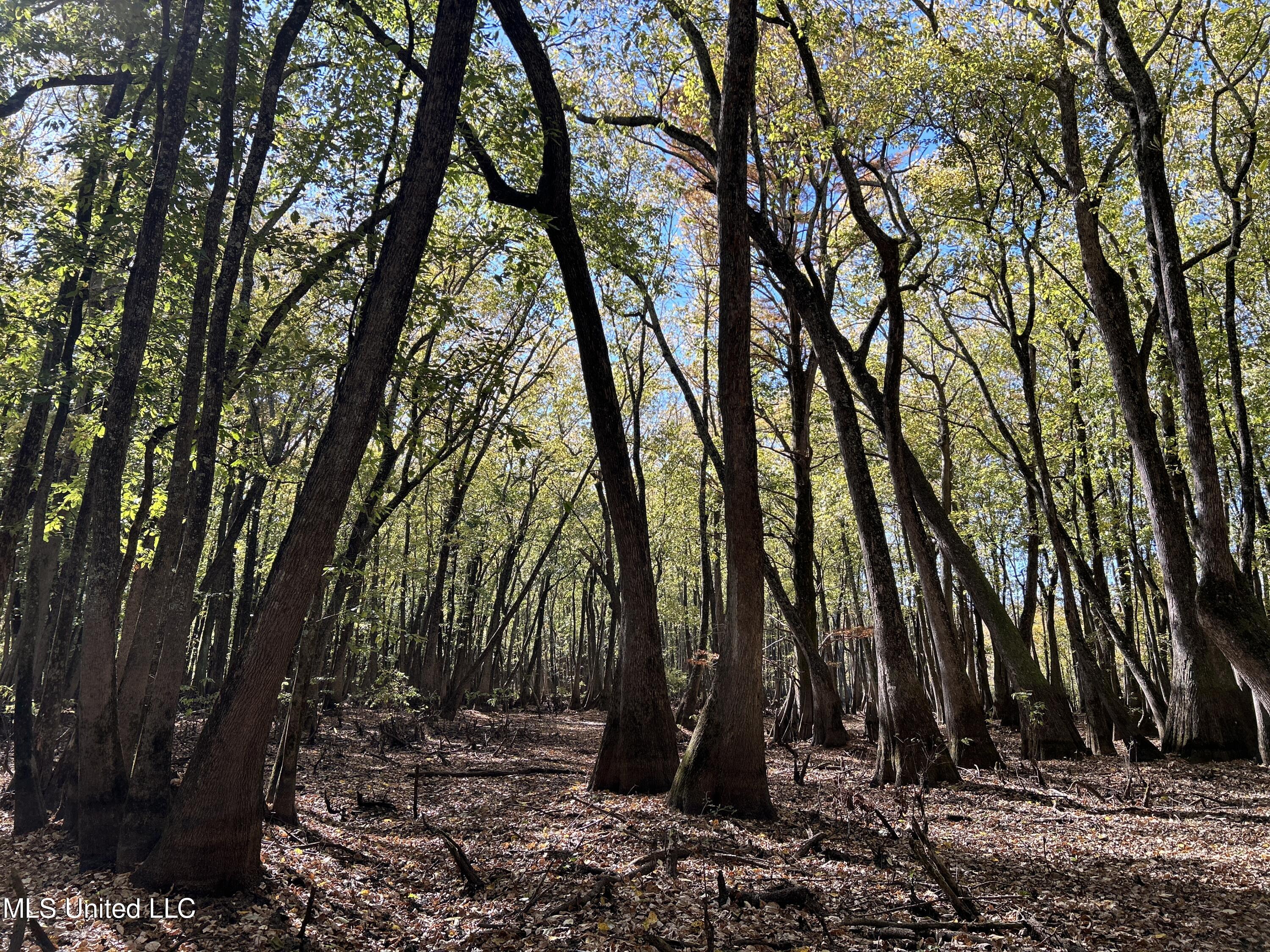 Forty Mile Bend Road, Minter City, Mississippi image 20