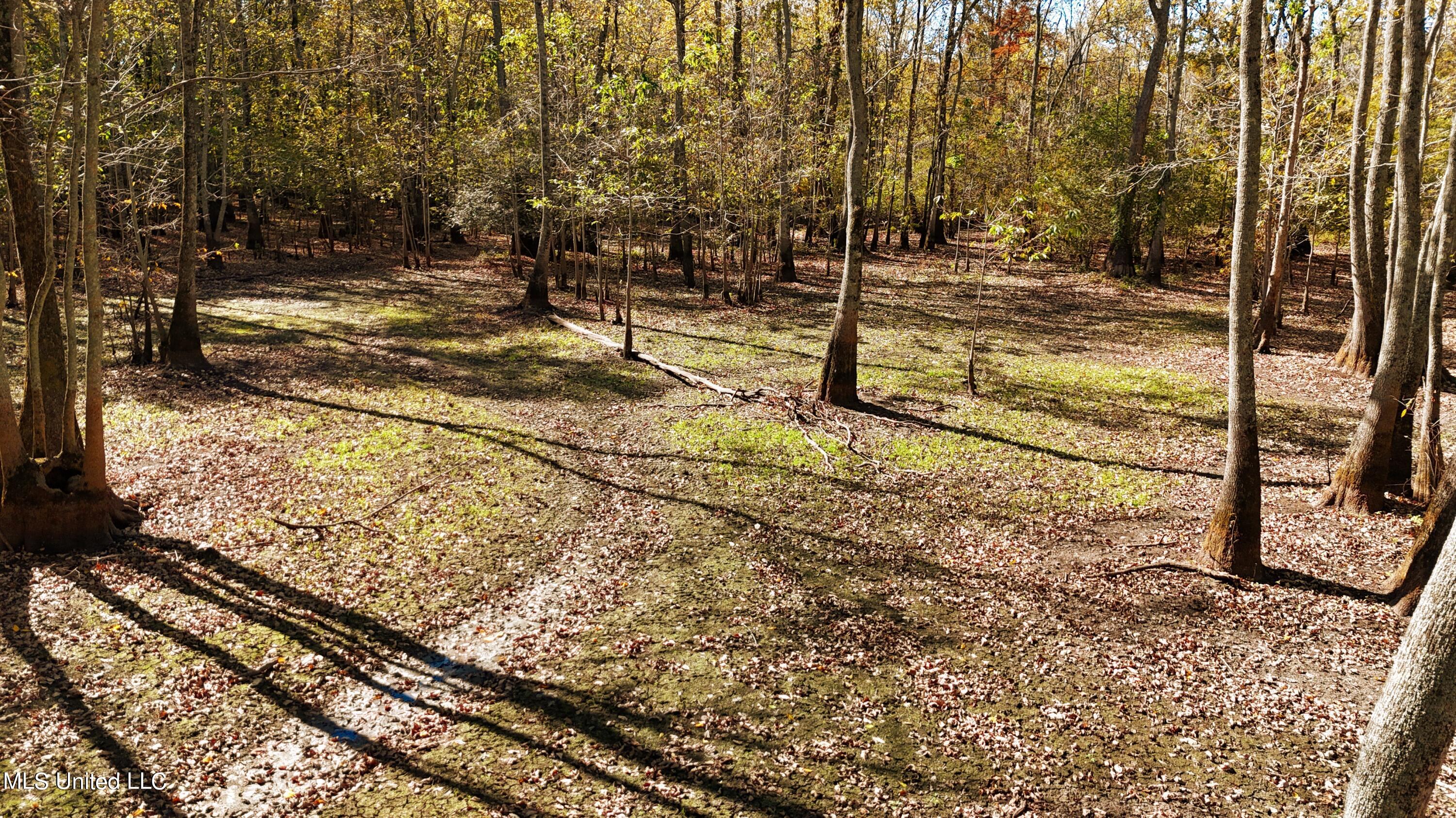 Forty Mile Bend Road, Minter City, Mississippi image 8