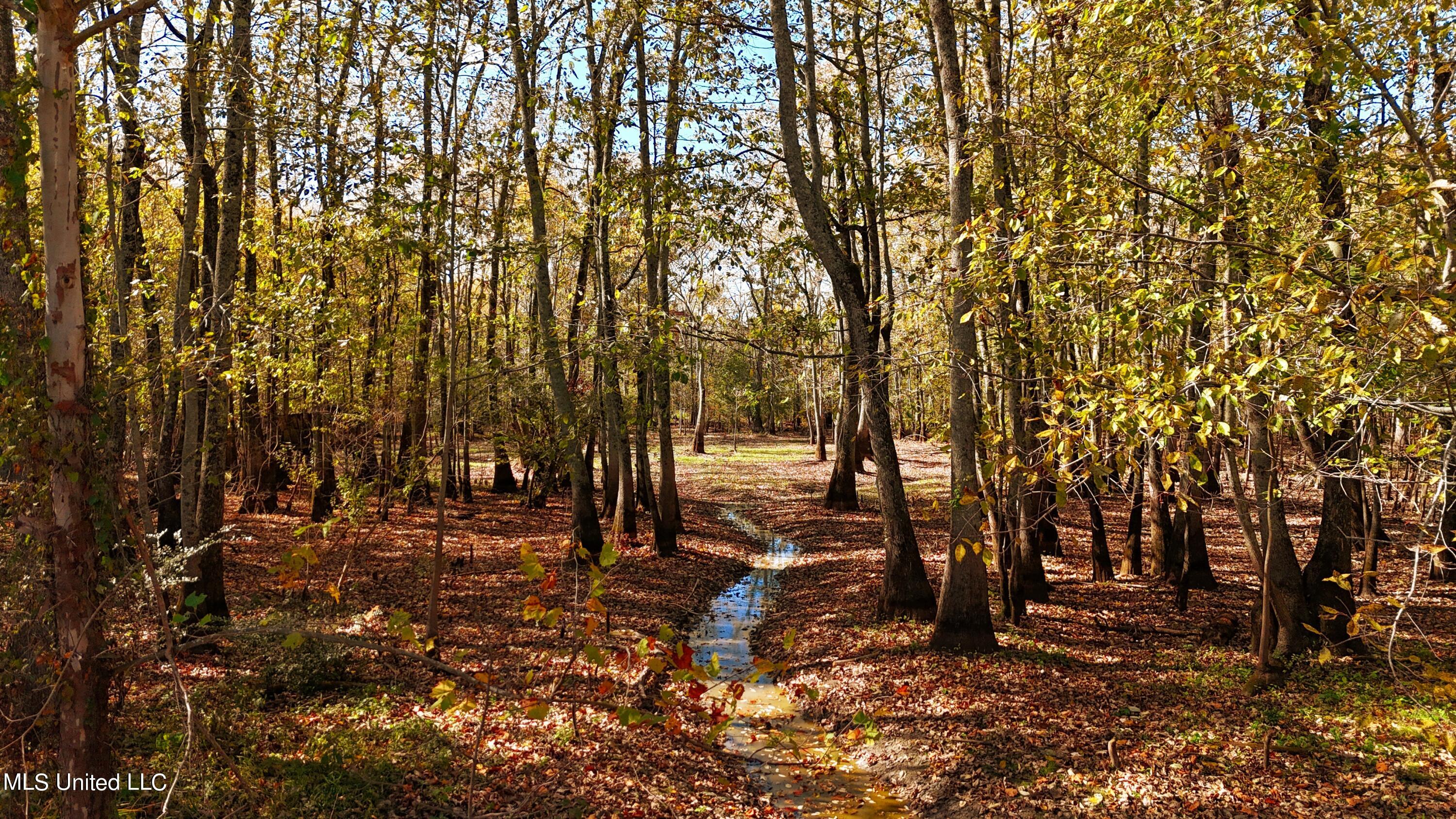 Forty Mile Bend Road, Minter City, Mississippi image 11