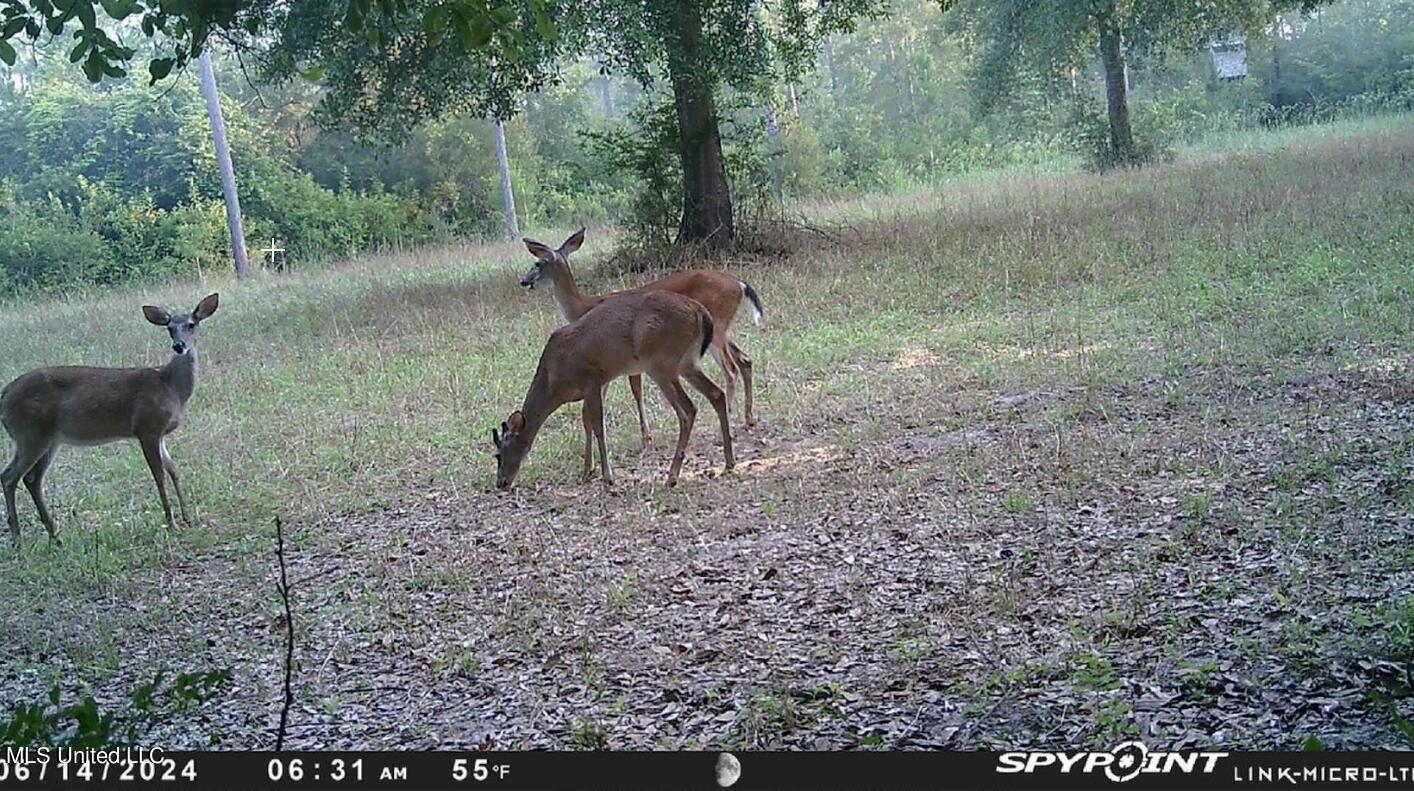 Esther Road, Saucier, Mississippi image 9