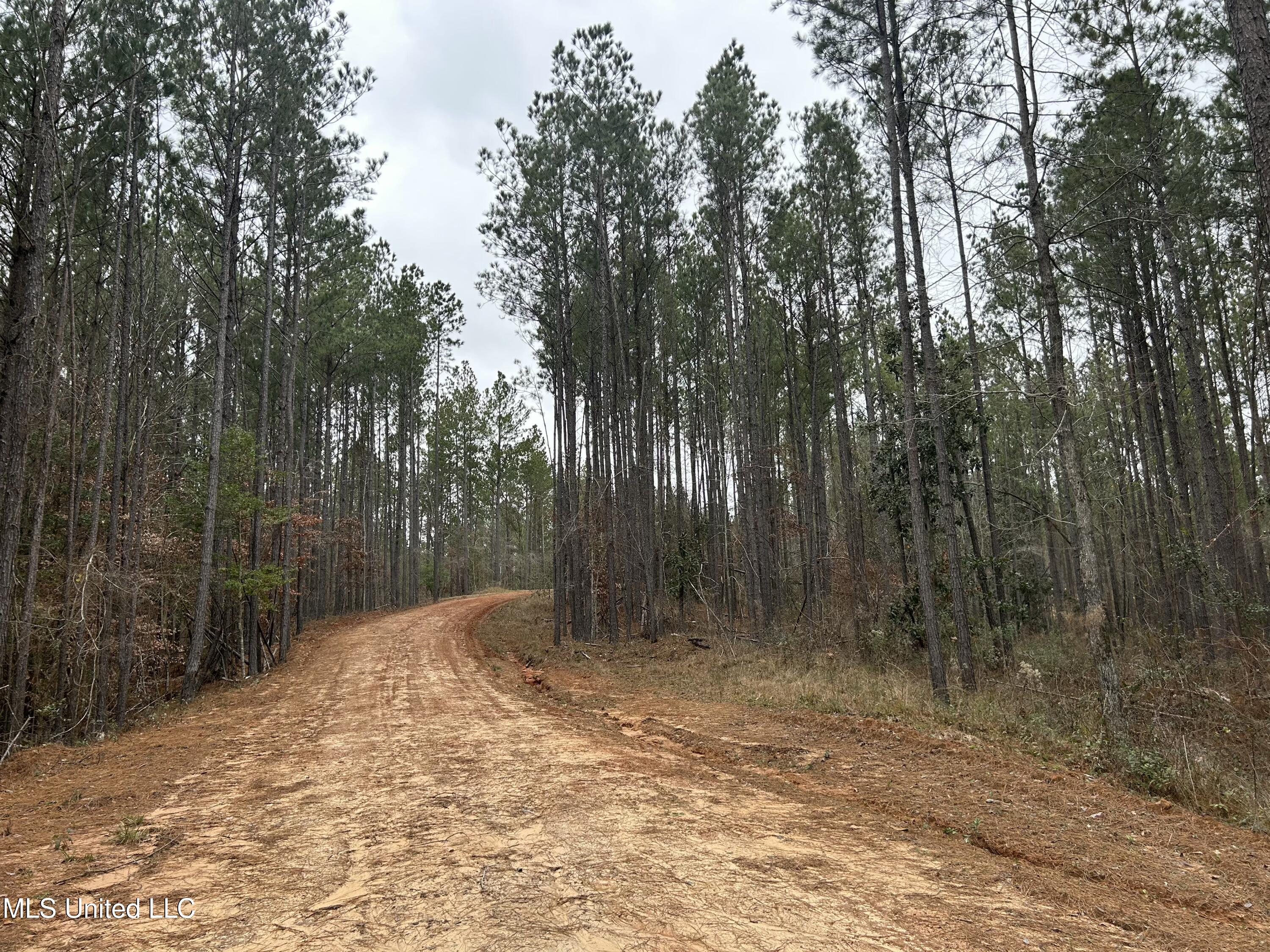 Pelahatchie Road, Pelahatchie, Mississippi image 4