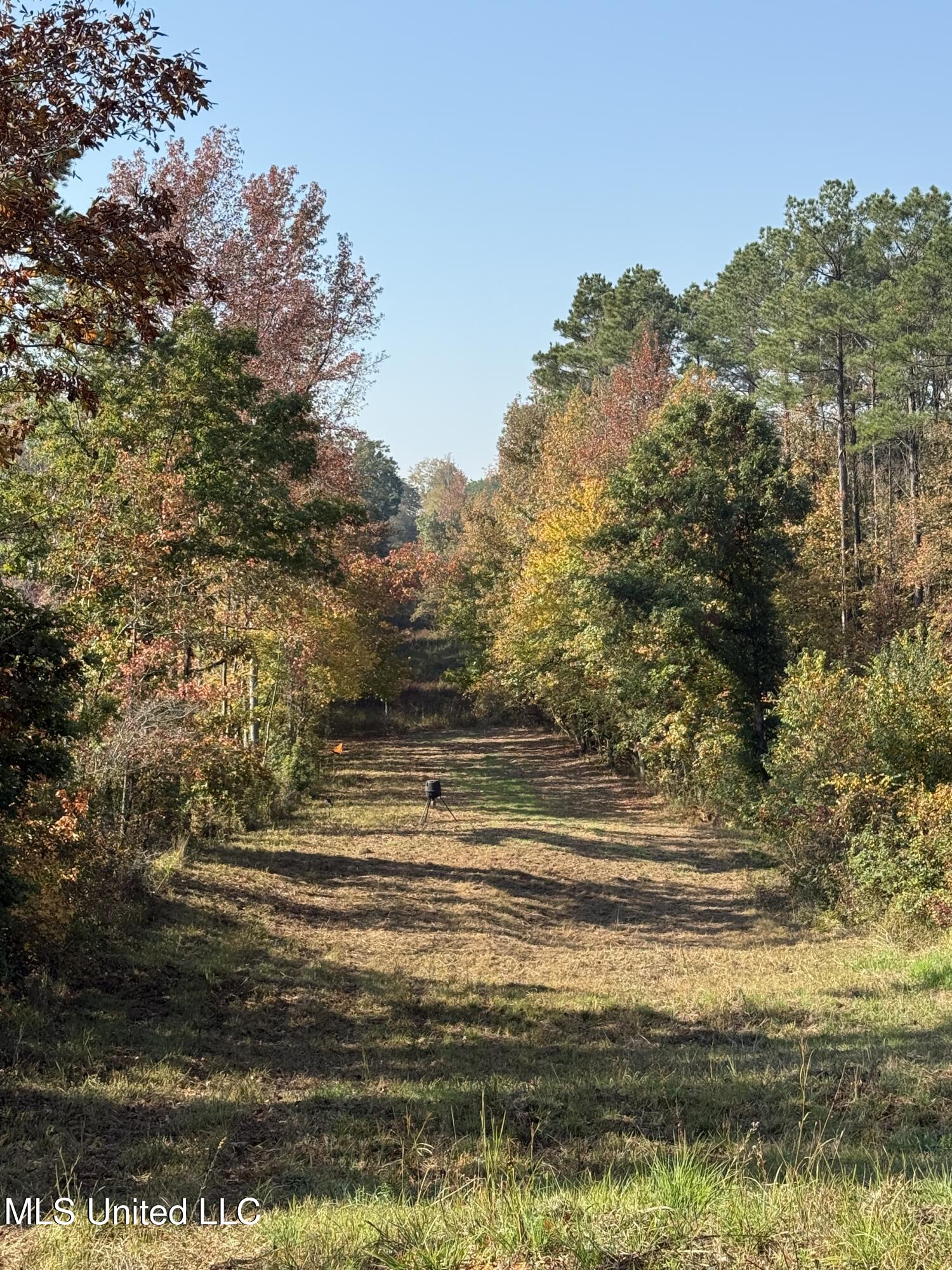 Off Highway 7, Coffeeville, Mississippi image 9