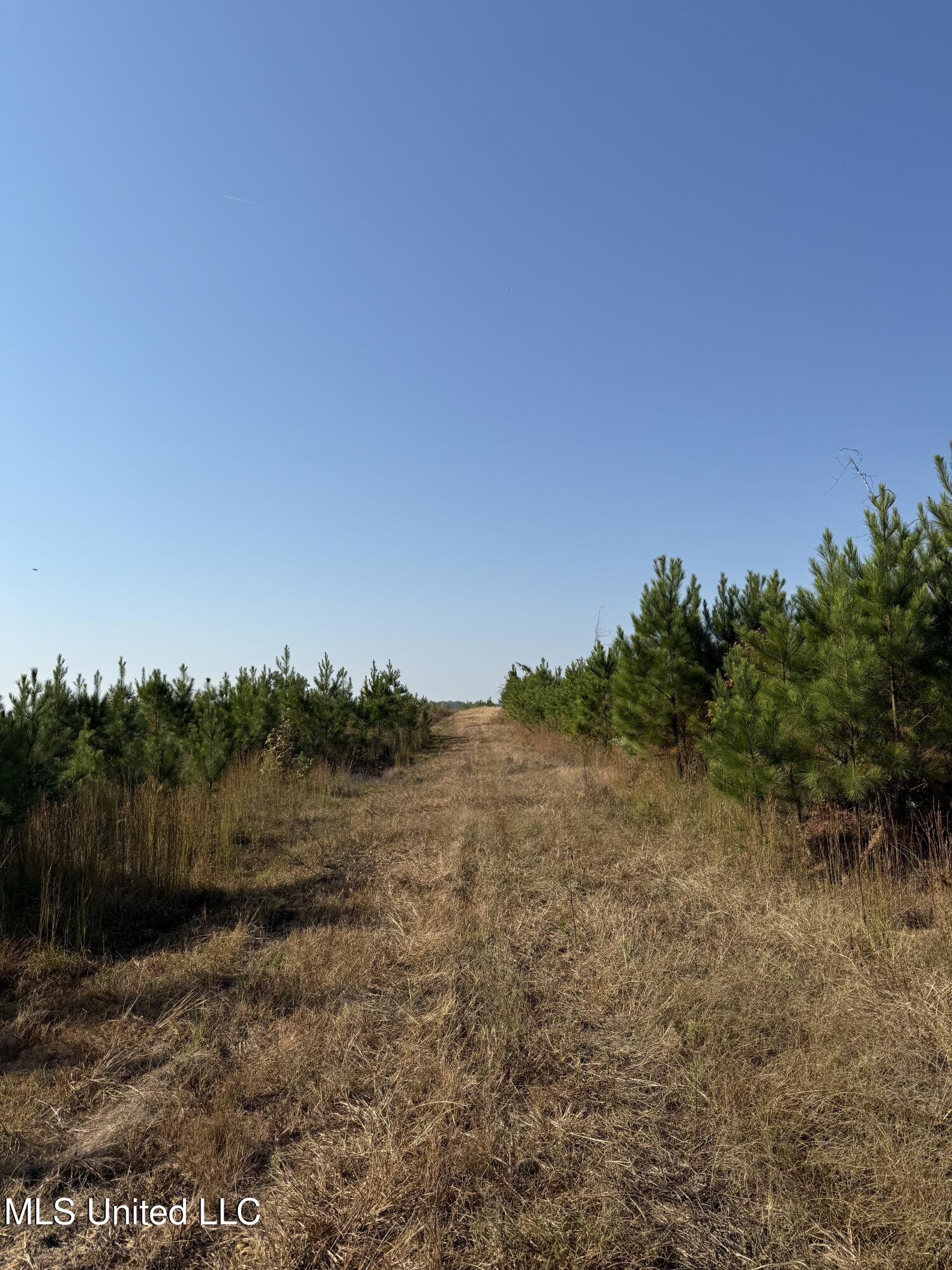 Off Highway 7, Coffeeville, Mississippi image 7