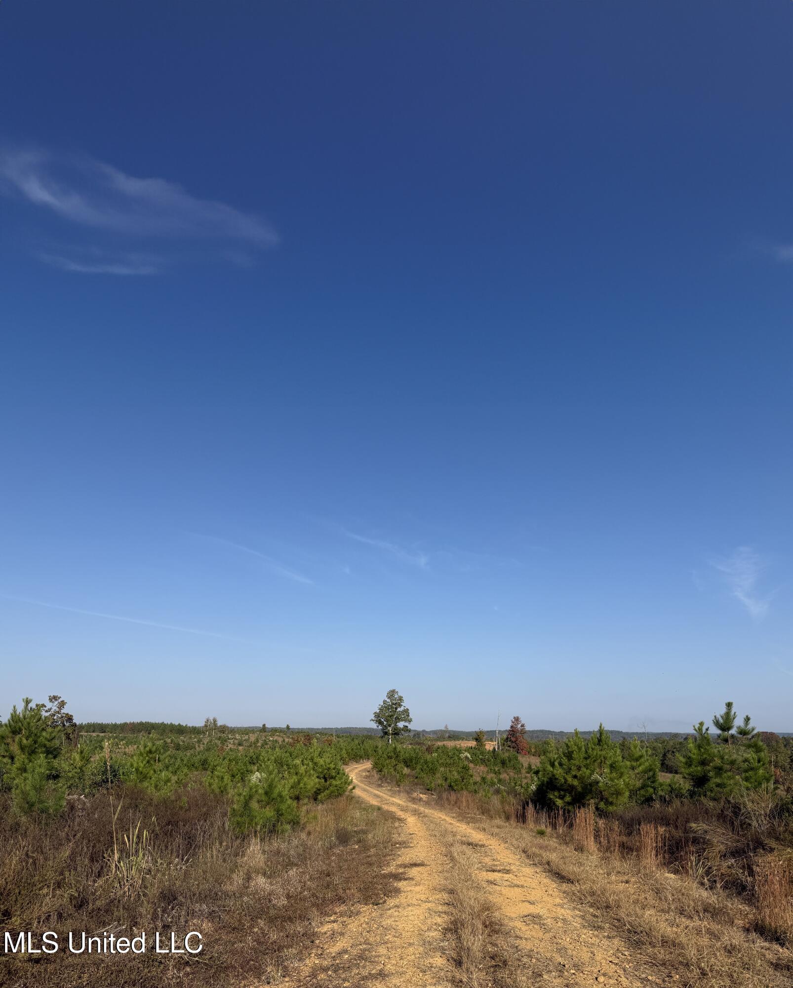 Off Highway 7, Coffeeville, Mississippi image 16