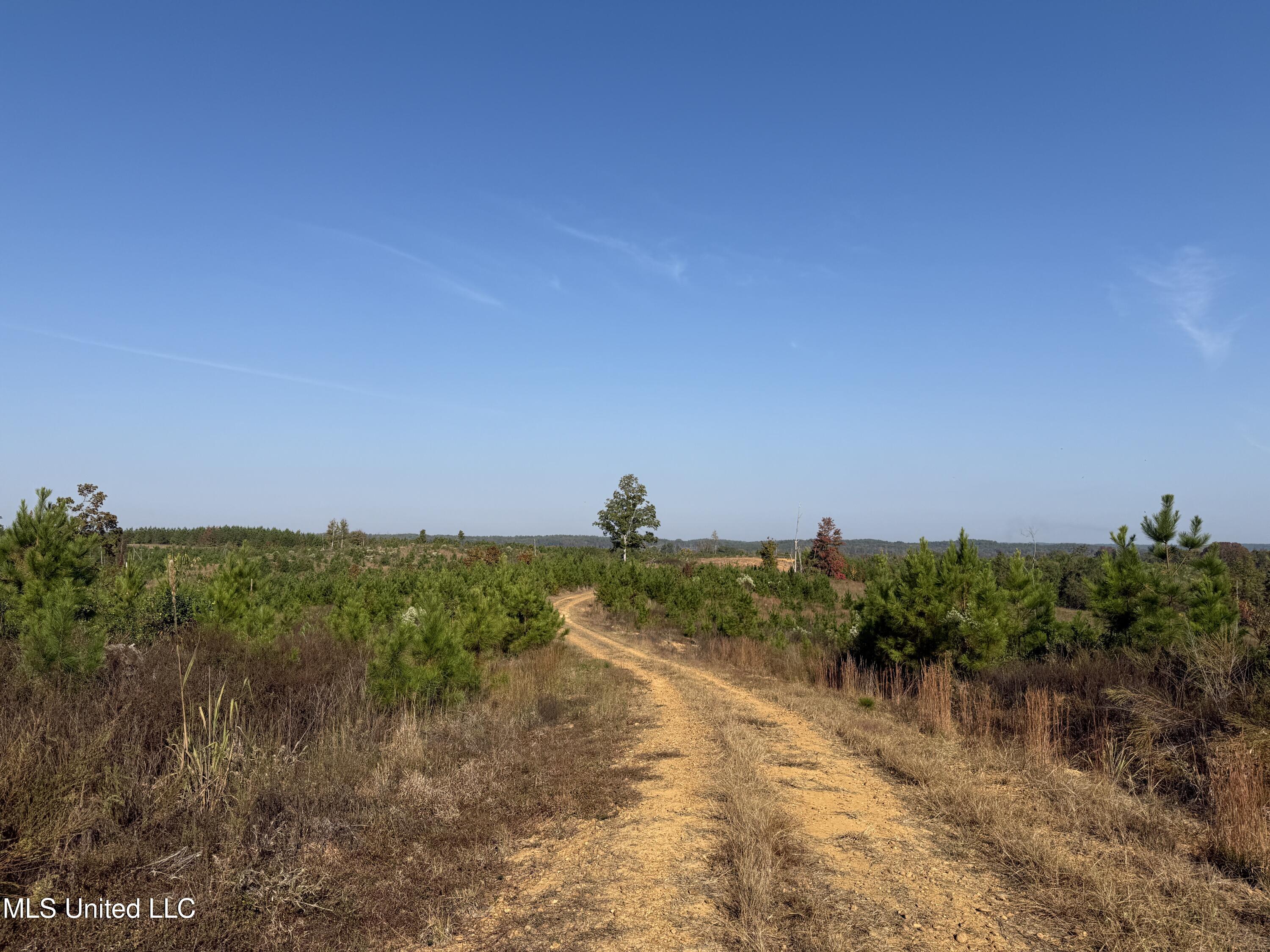 Off Highway 7, Coffeeville, Mississippi image 5