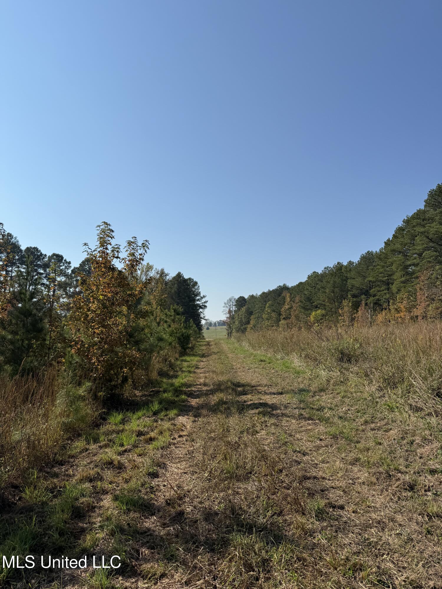 Off Highway 7, Coffeeville, Mississippi image 15