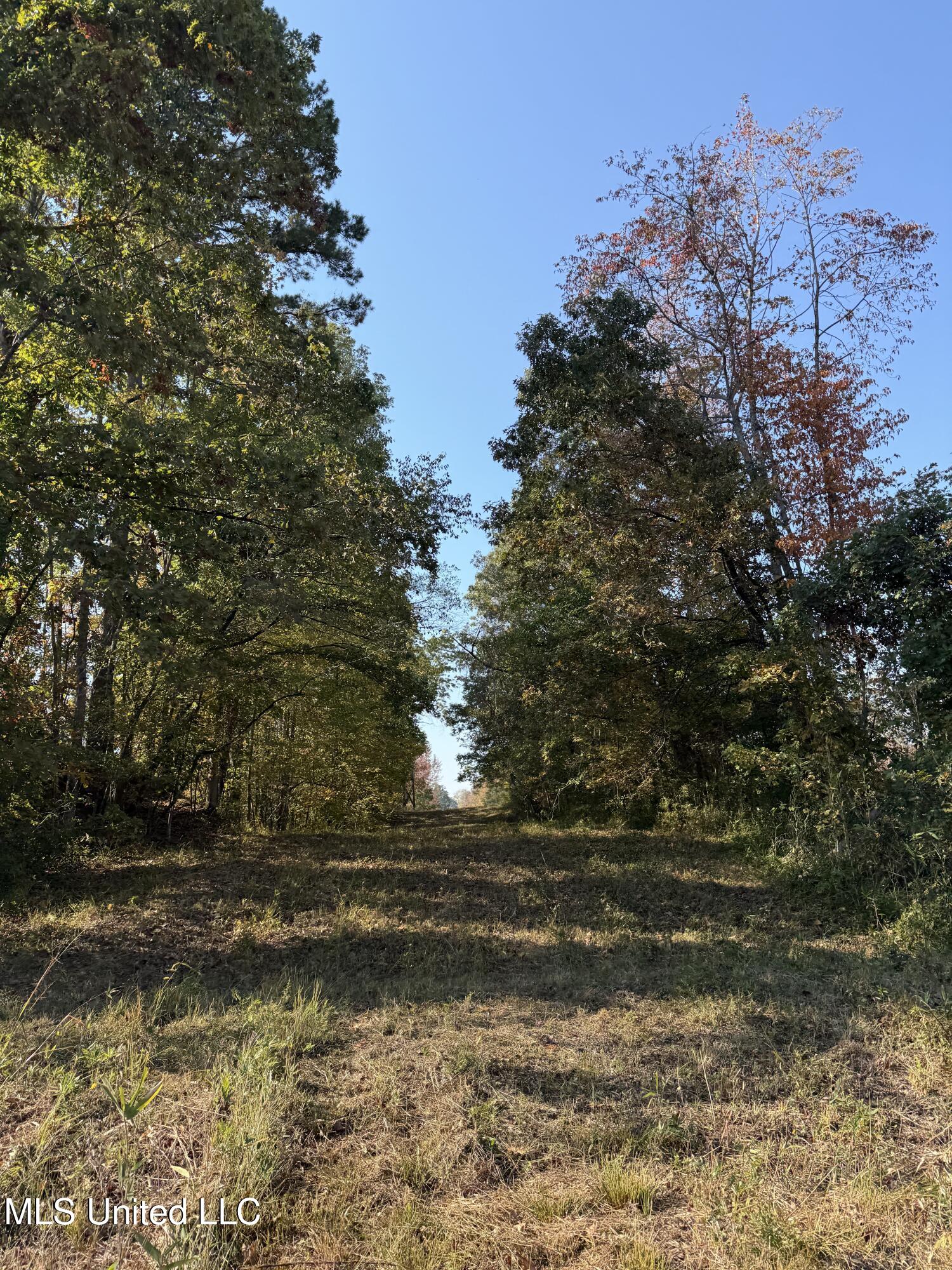 Off Highway 7, Coffeeville, Mississippi image 8