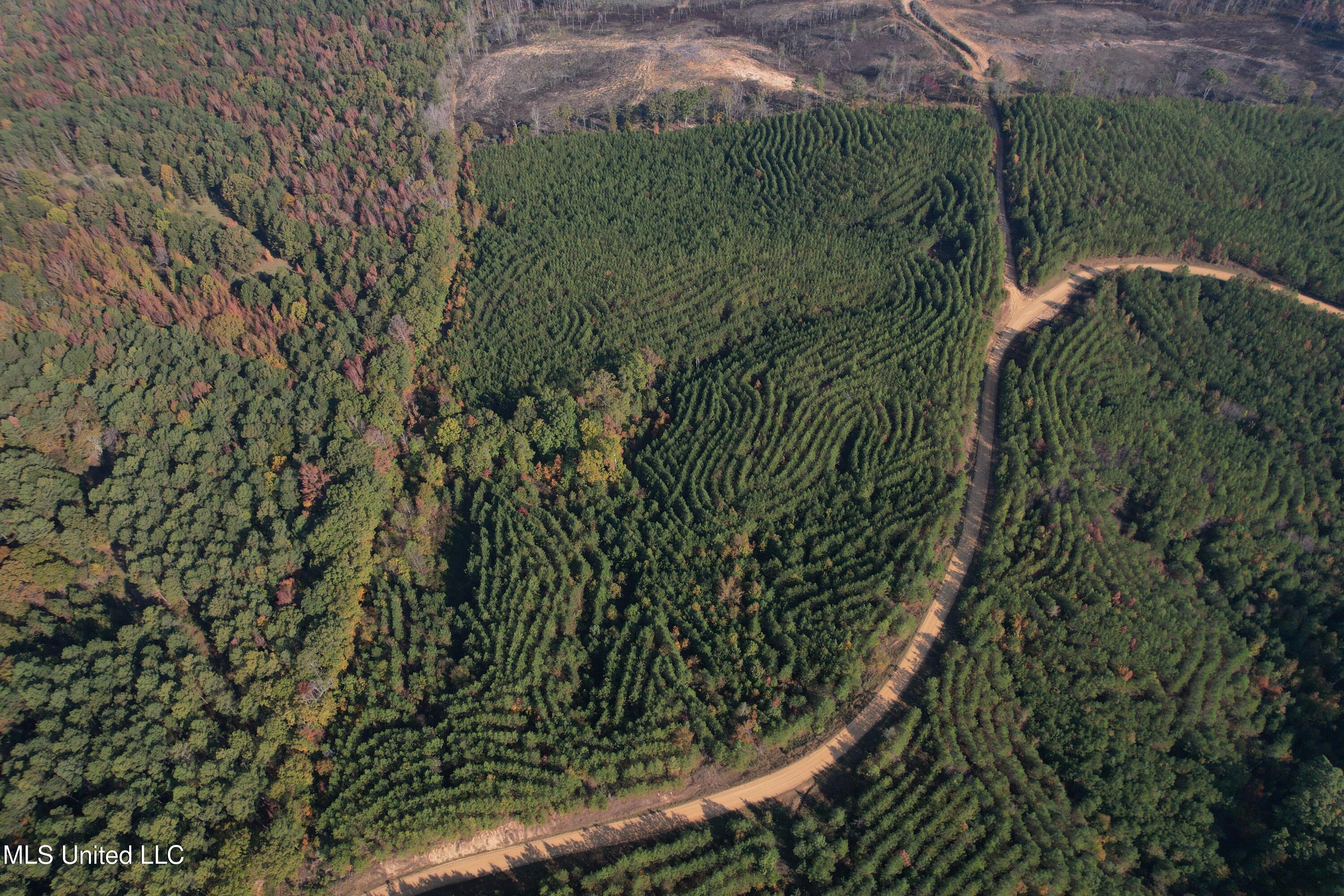 Off Highway 7, Coffeeville, Mississippi image 19