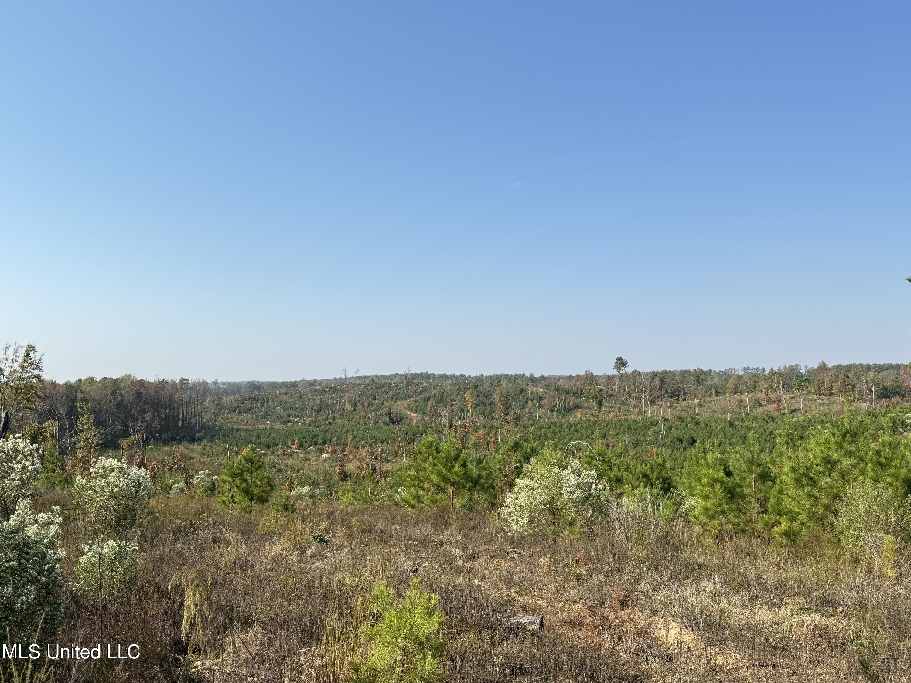 Off Highway 7, Coffeeville, Mississippi image 6