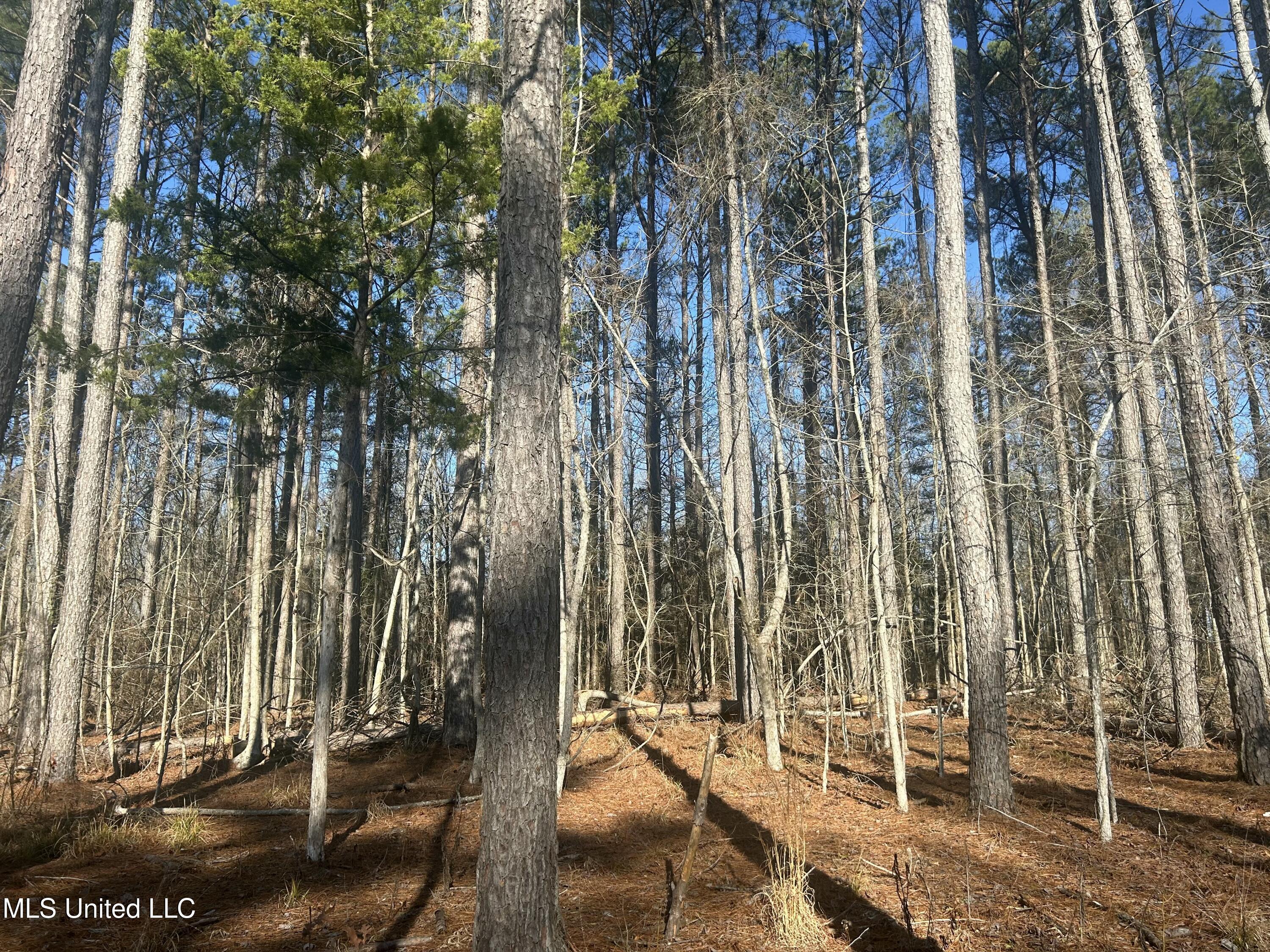 Springwood Trail, Flora, Mississippi image 5