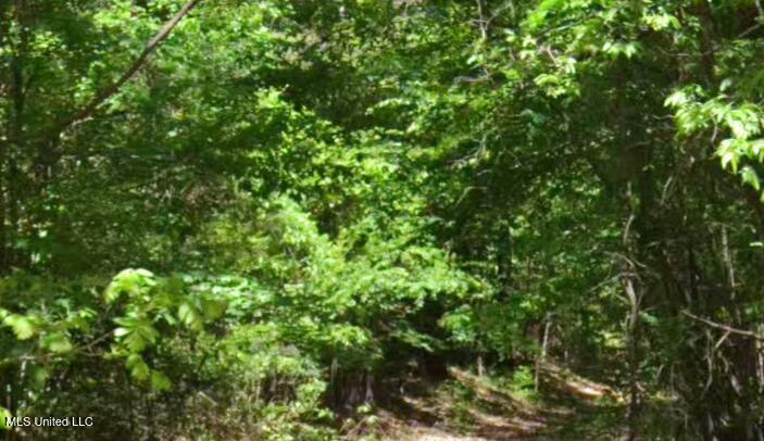Powell Road, Yazoo City, Mississippi image 2