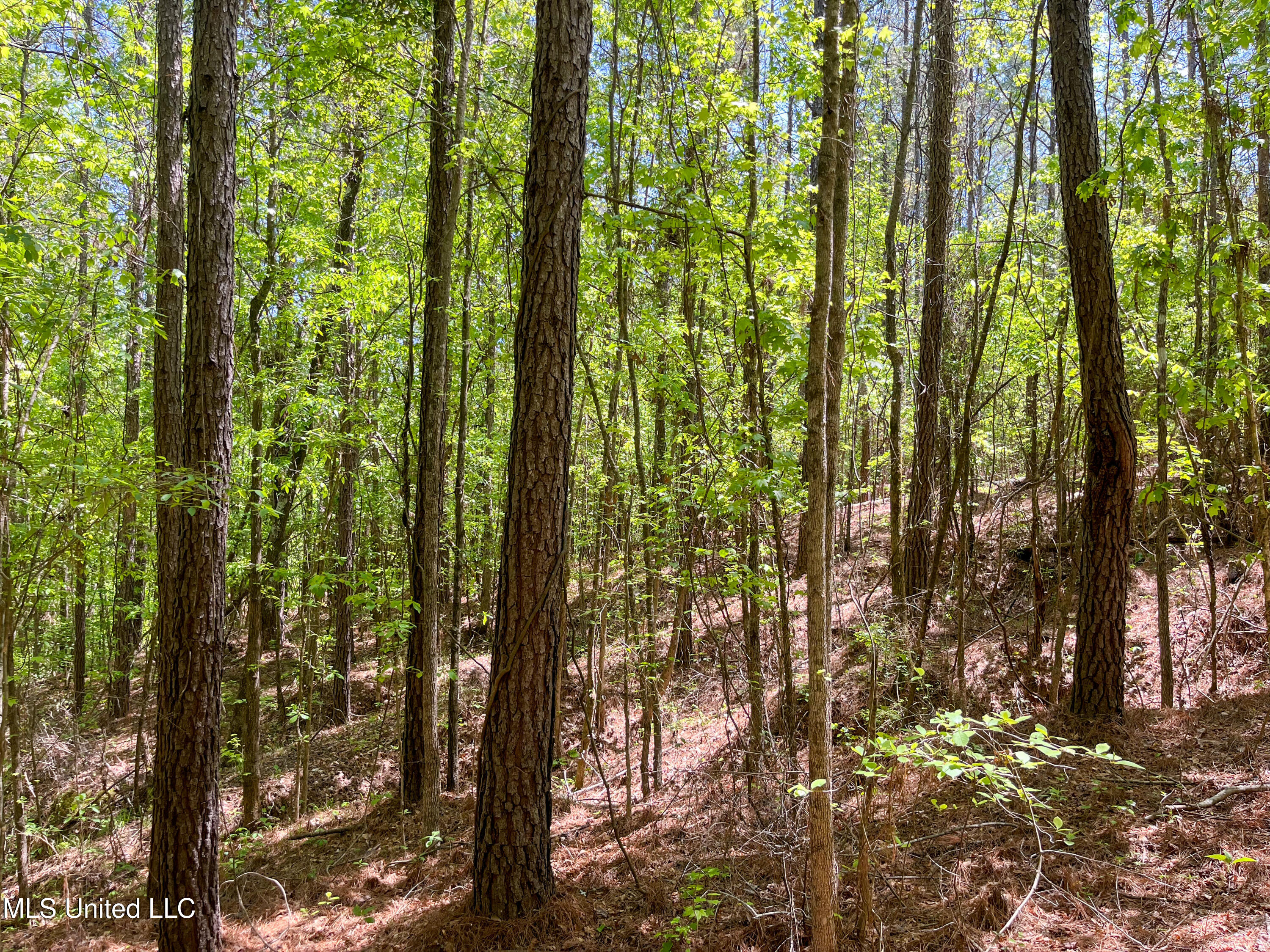 Honeysucker Road, Camden, Mississippi image 9