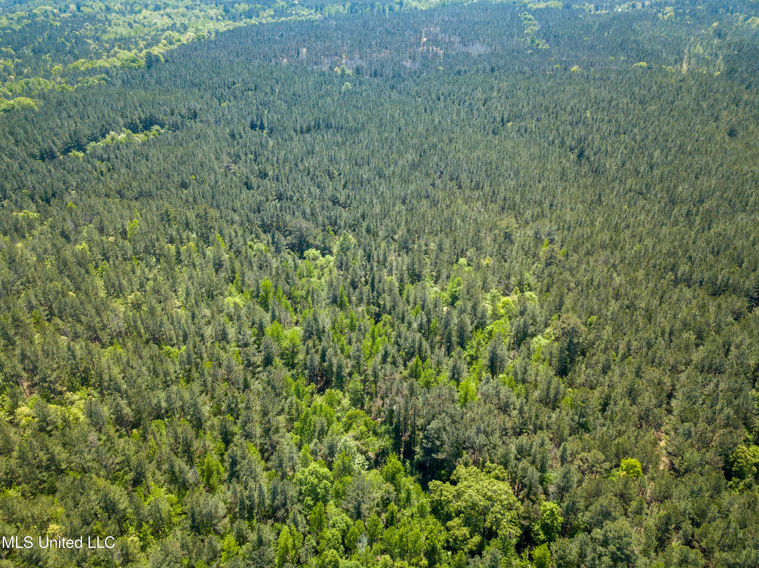 Honeysucker Road, Camden, Mississippi image 12