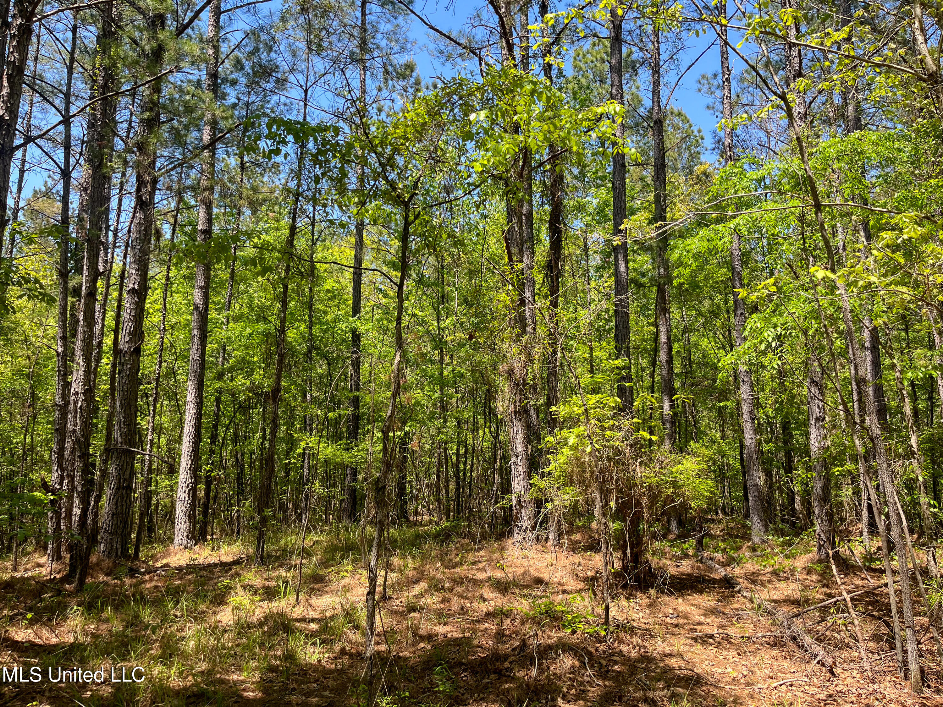 Honeysucker Road, Camden, Mississippi image 26