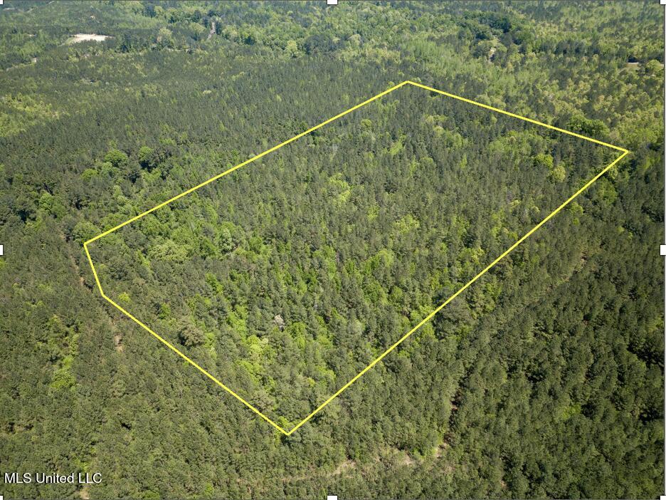 Honeysucker Road, Camden, Mississippi image 6