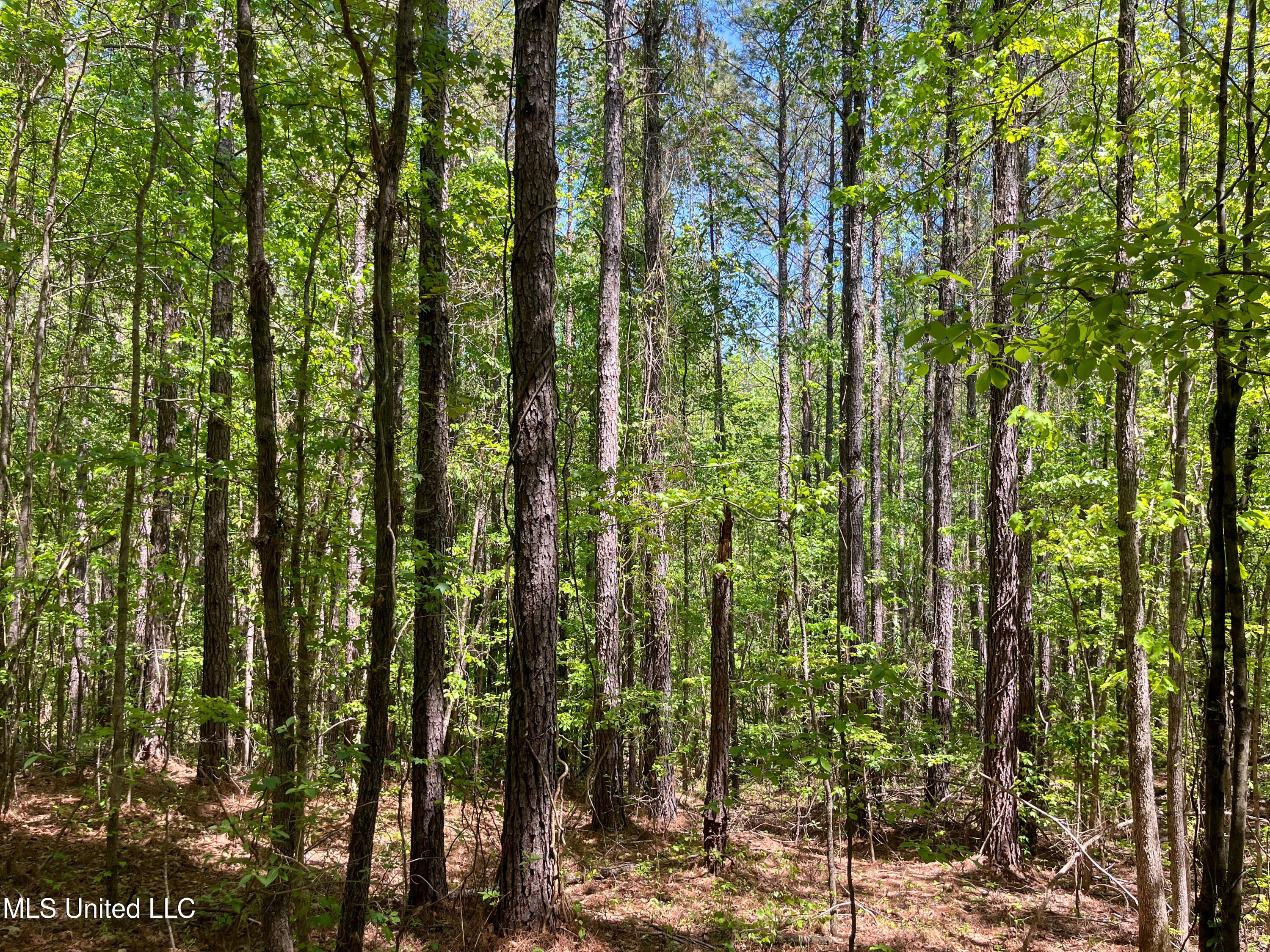 Honeysucker Road, Camden, Mississippi image 28