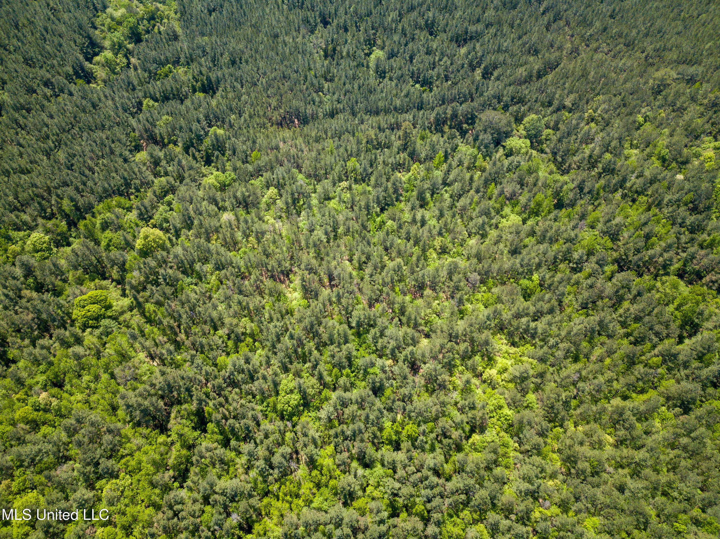 Honeysucker Road, Camden, Mississippi image 13