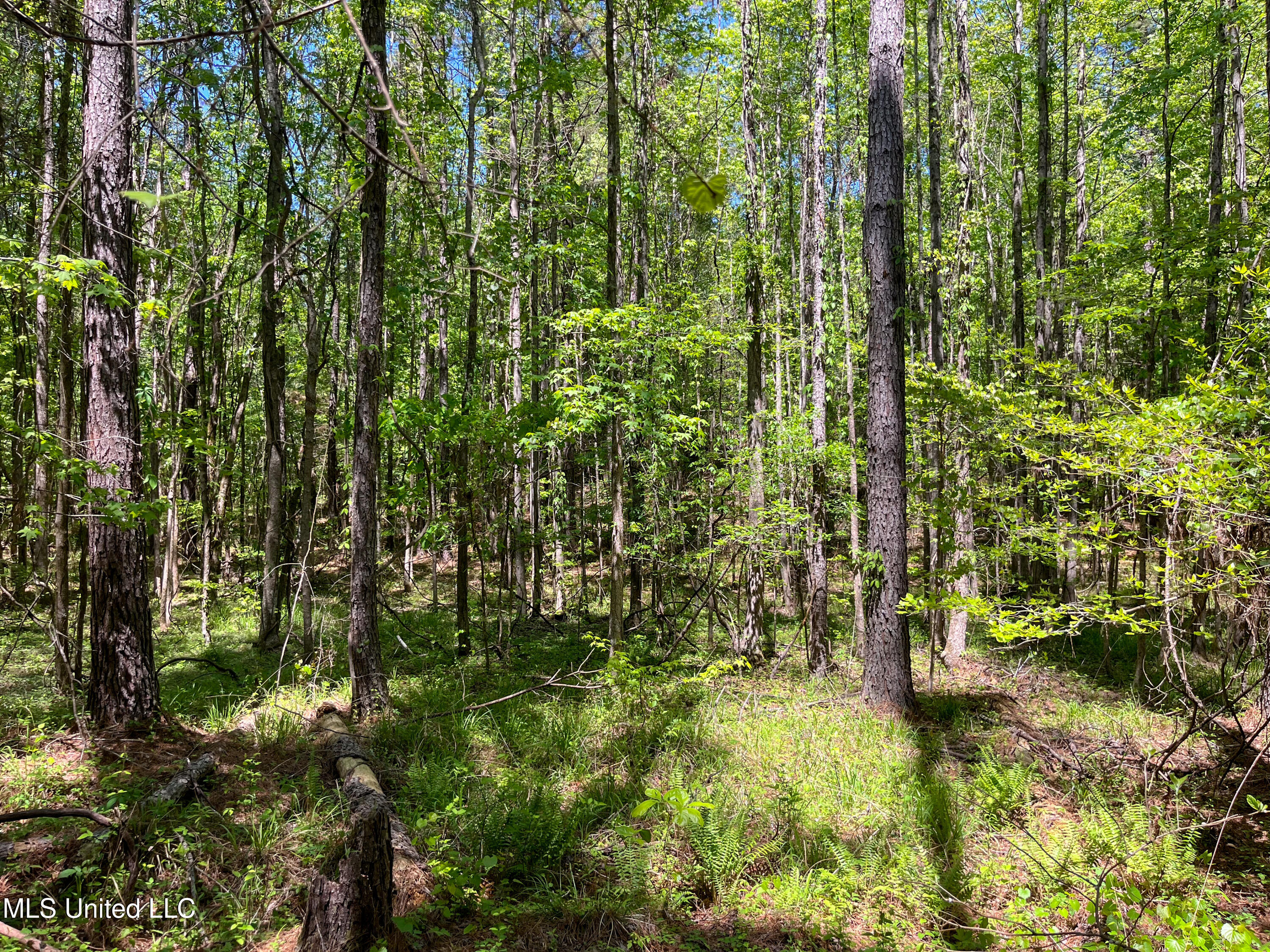 Honeysucker Road, Camden, Mississippi image 29