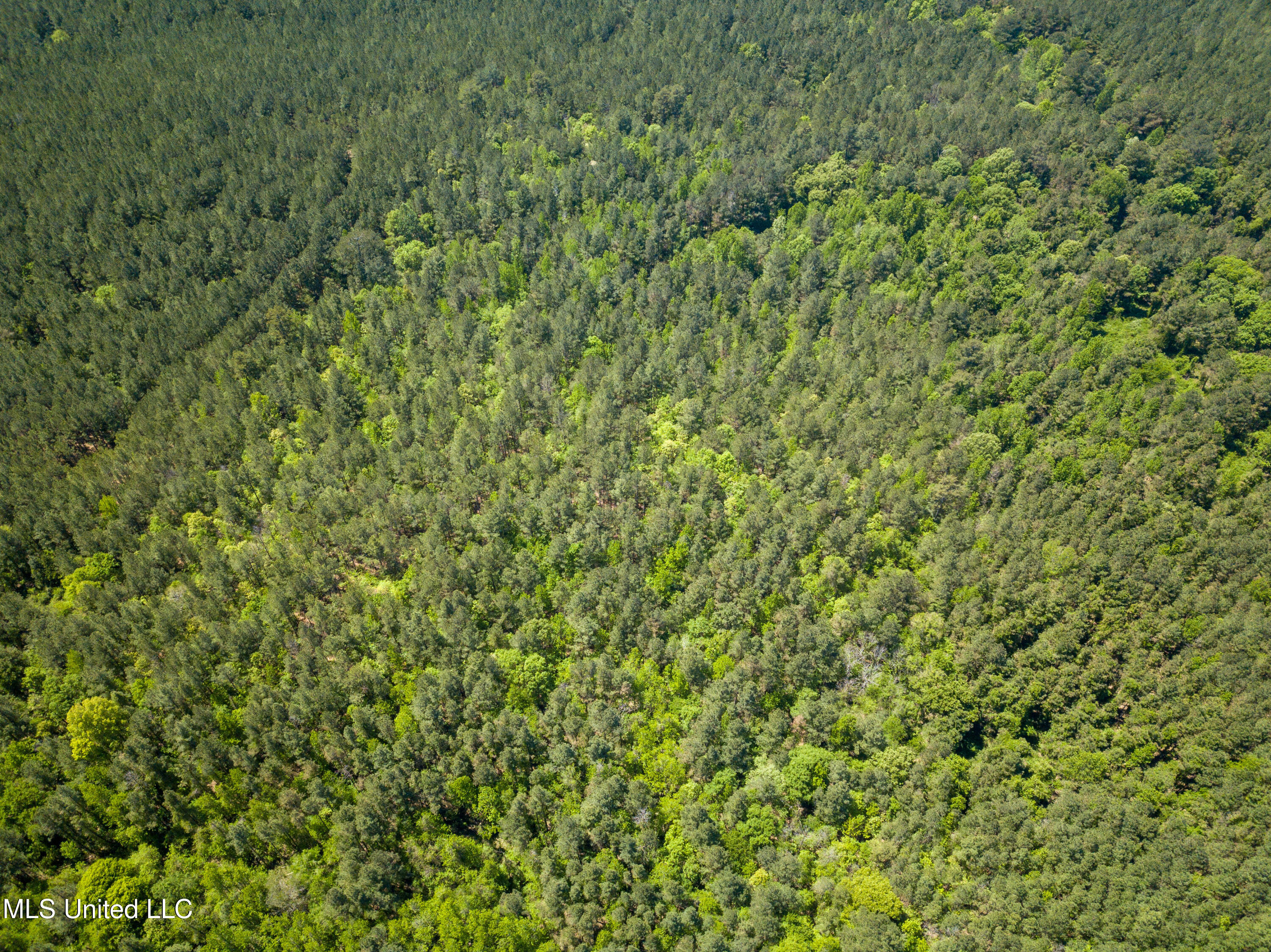 Honeysucker Road, Camden, Mississippi image 16