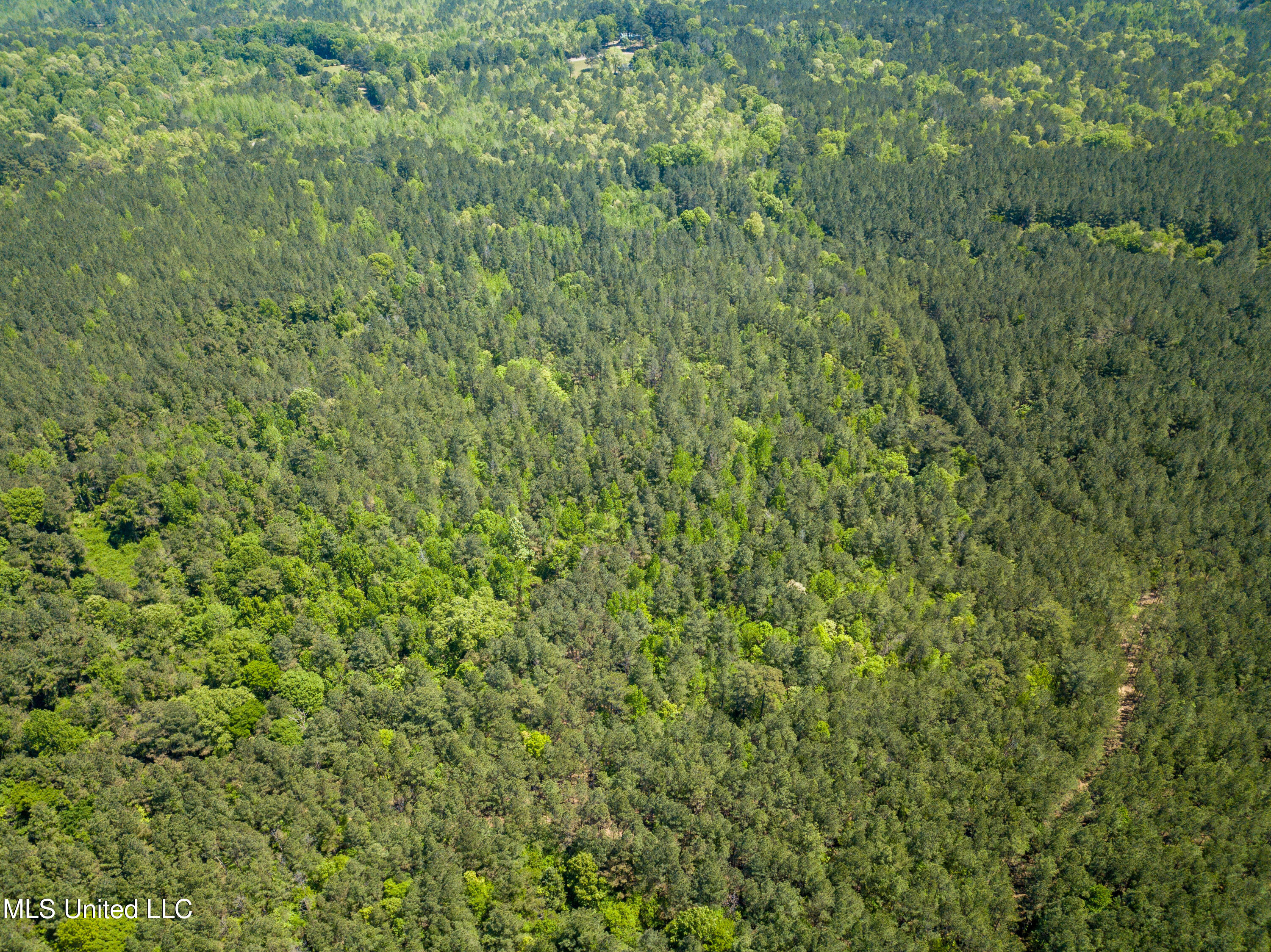 Honeysucker Road, Camden, Mississippi image 3