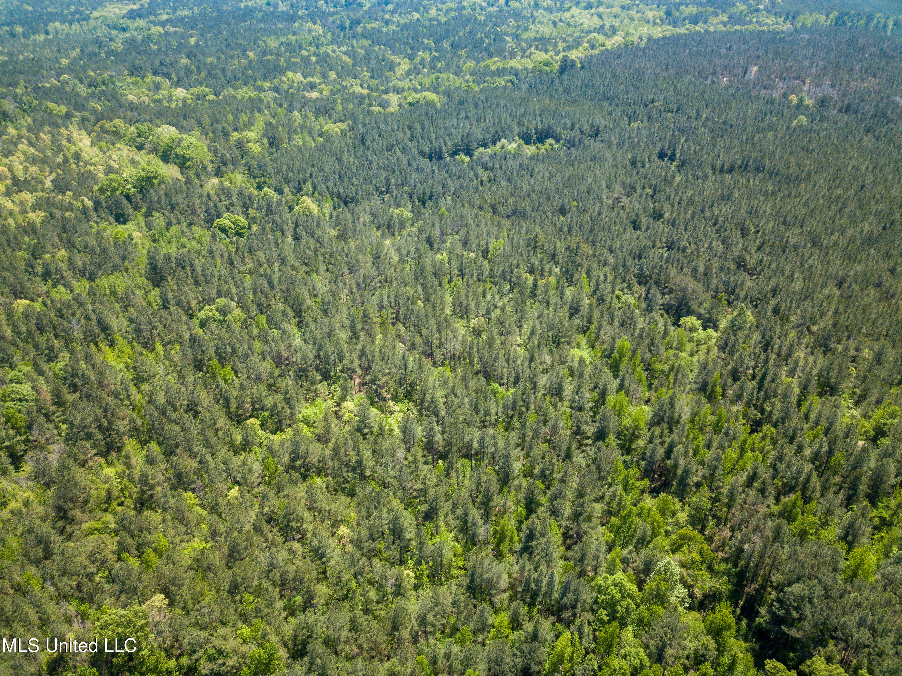 Honeysucker Road, Camden, Mississippi image 11