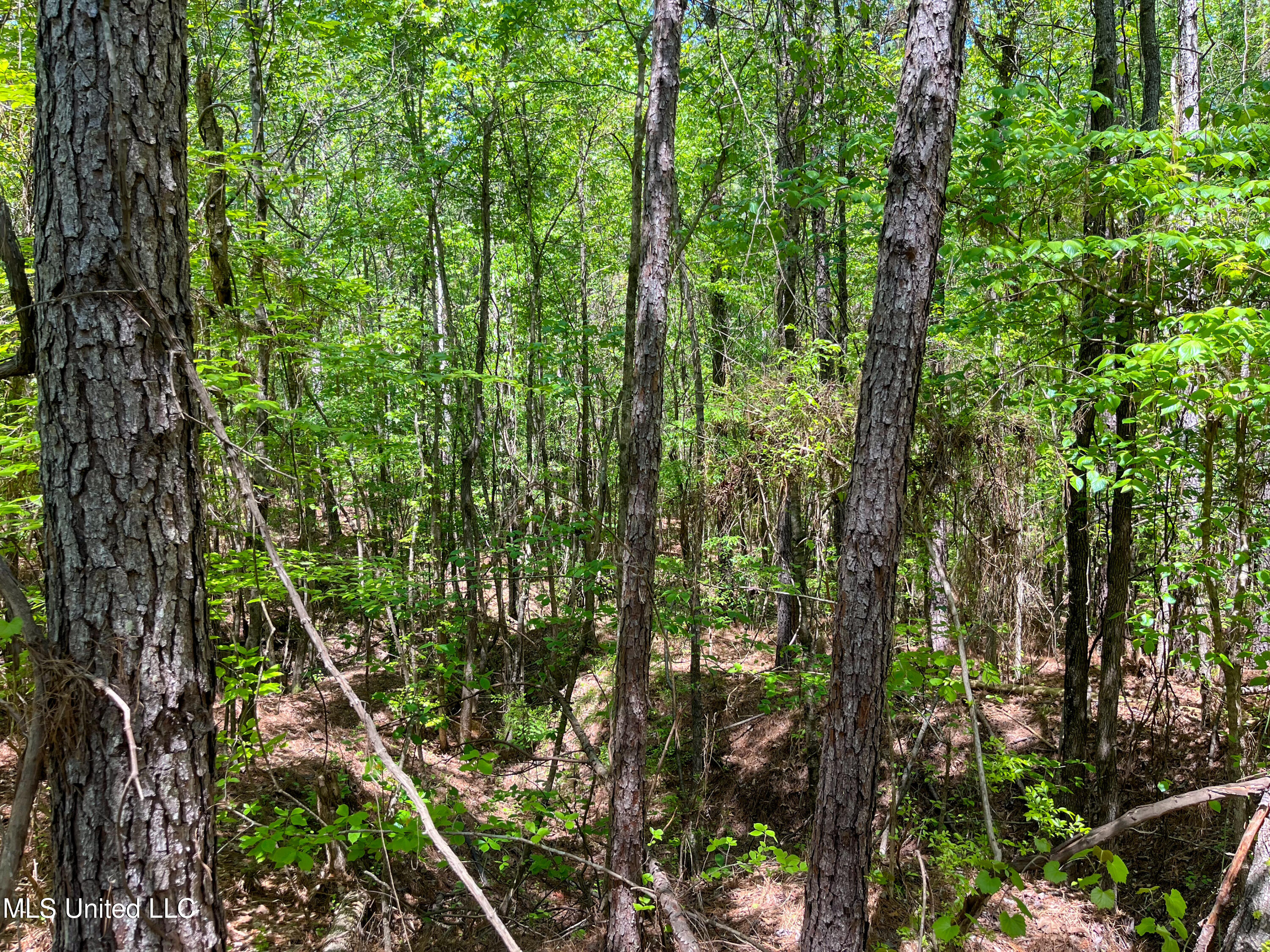 Honeysucker Road, Camden, Mississippi image 27