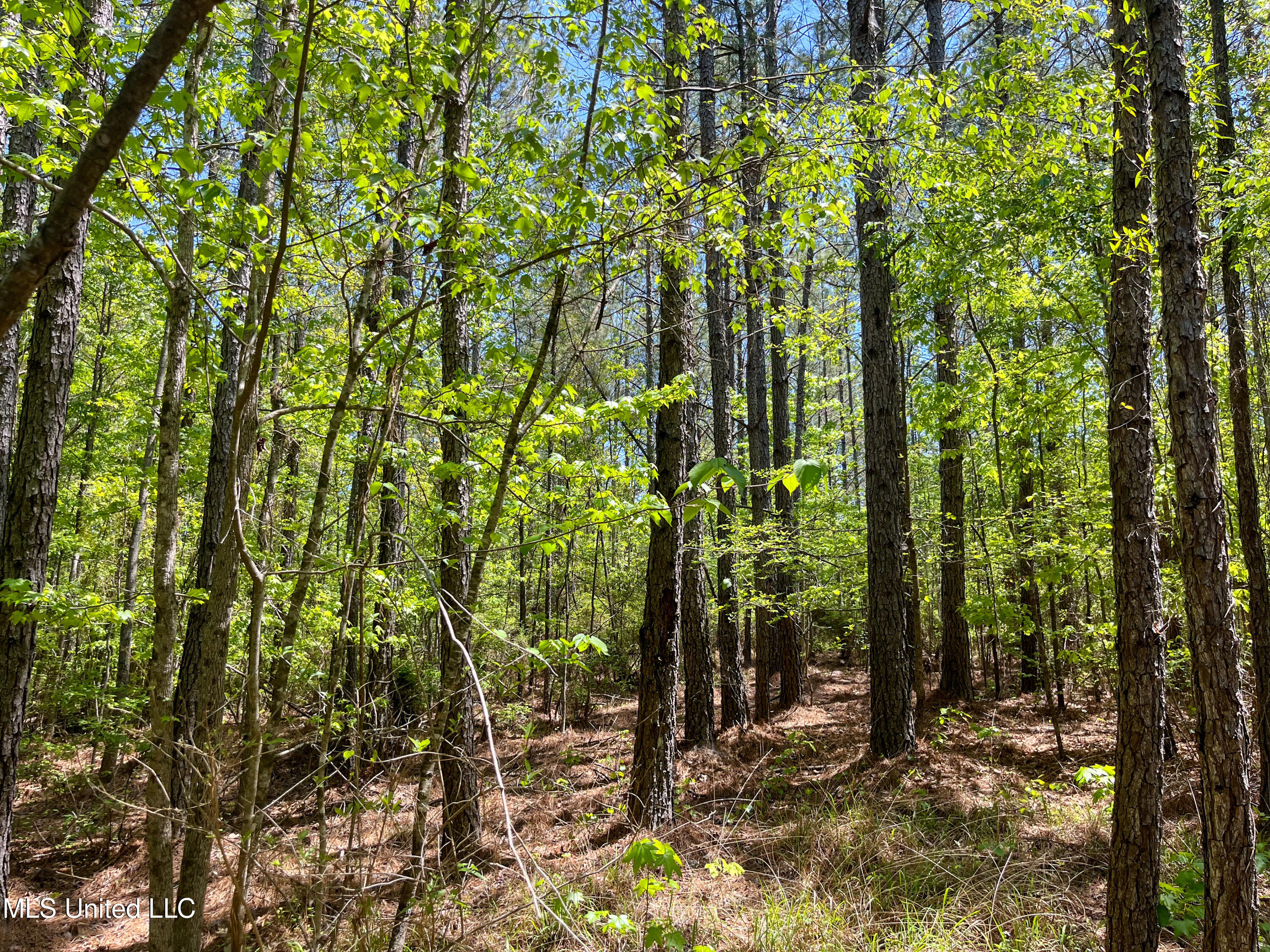 Honeysucker Road, Camden, Mississippi image 15