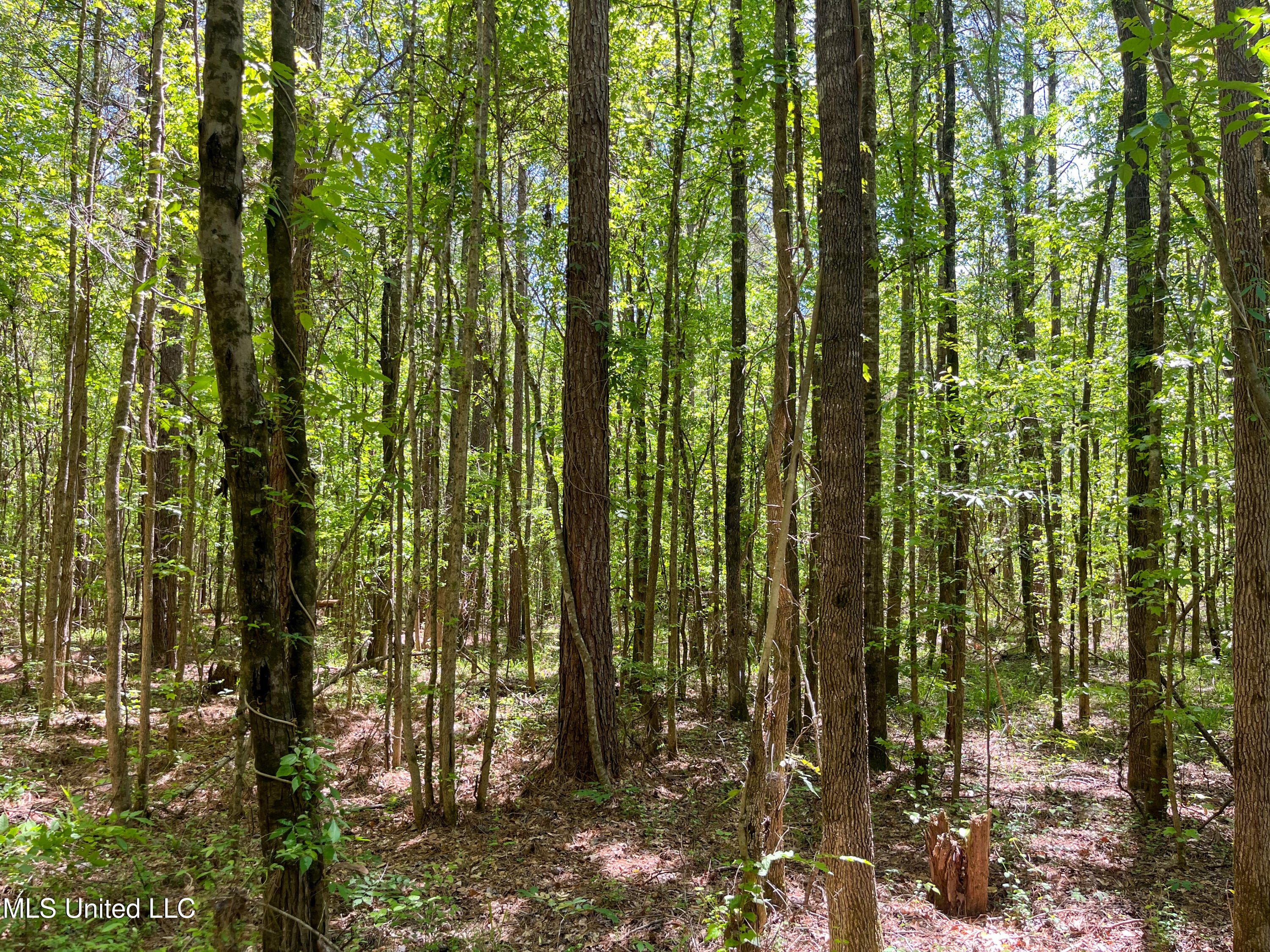 Honeysucker Road, Camden, Mississippi image 8