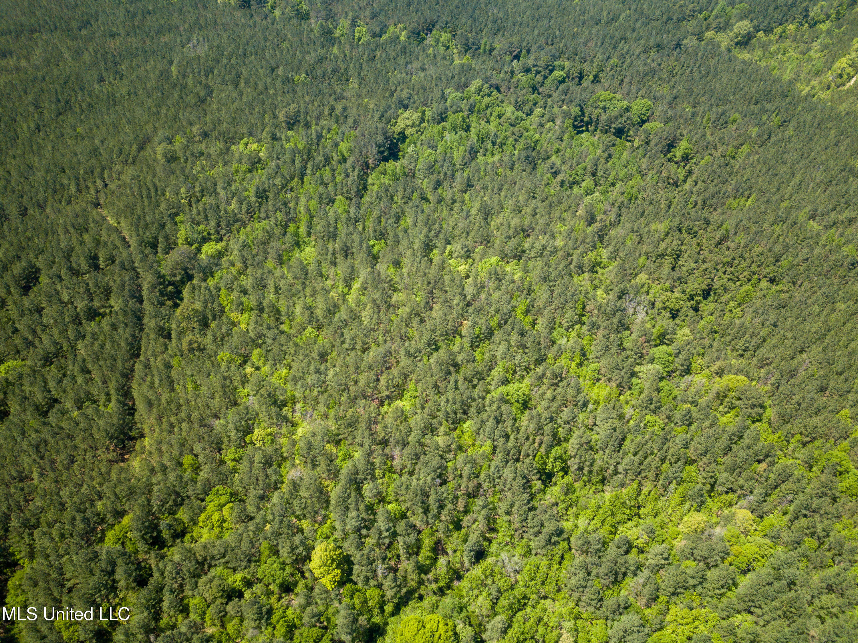 Honeysucker Road, Camden, Mississippi image 5