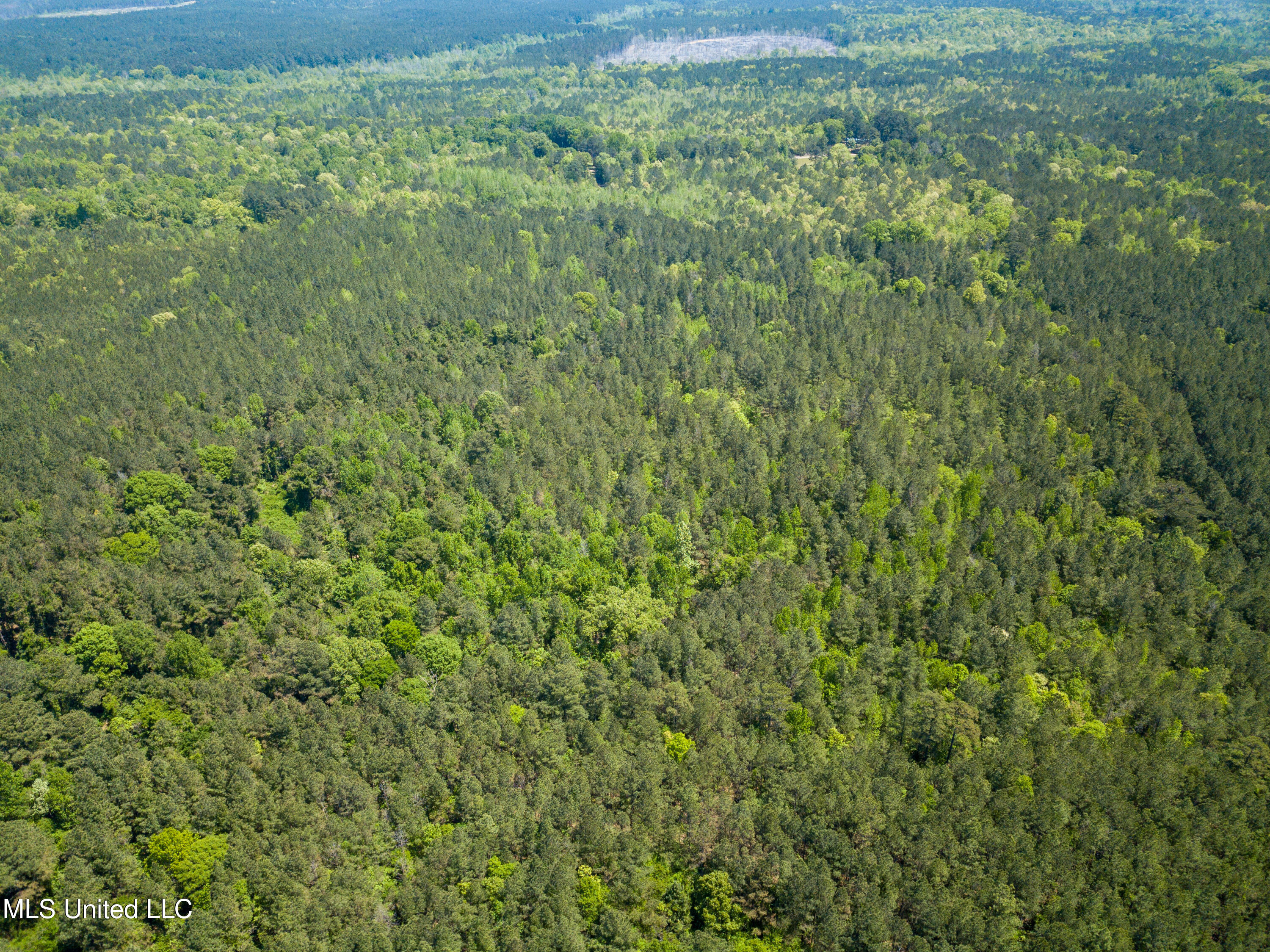 Honeysucker Road, Camden, Mississippi image 18