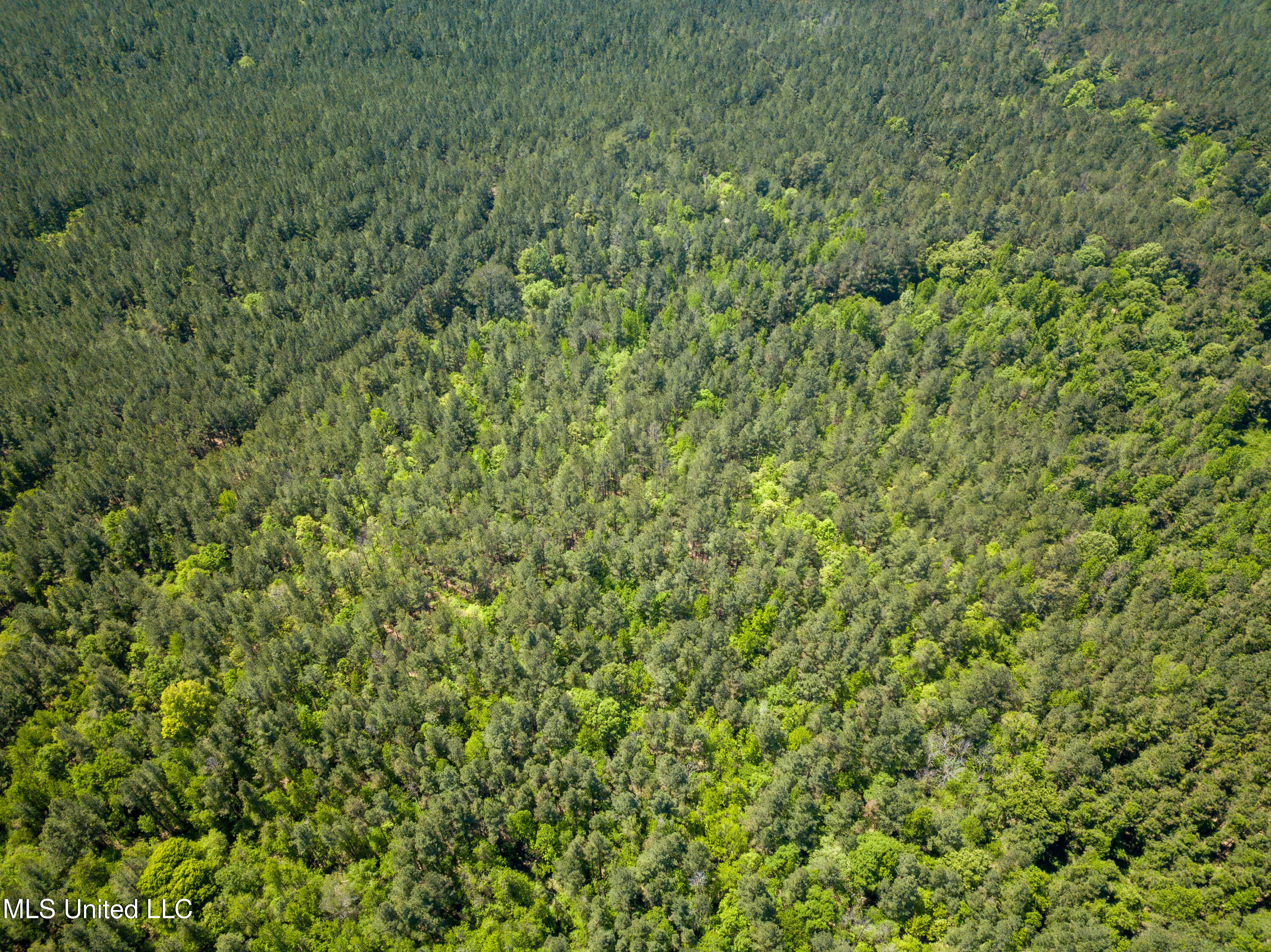 Honeysucker Road, Camden, Mississippi image 7